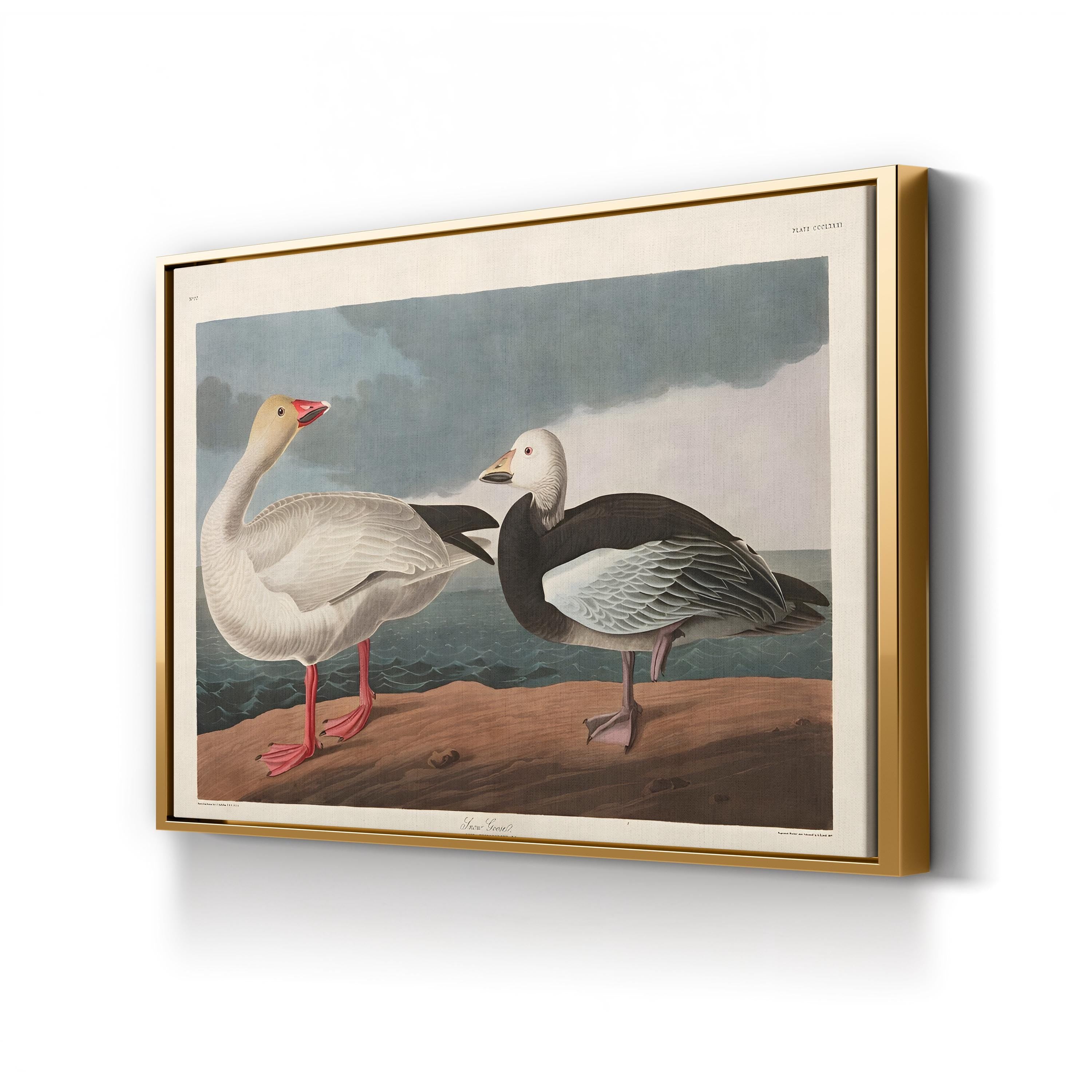 Vintage Snow Goose in Flight – Period Illustration Wall Art | Wildlife Canvas Print