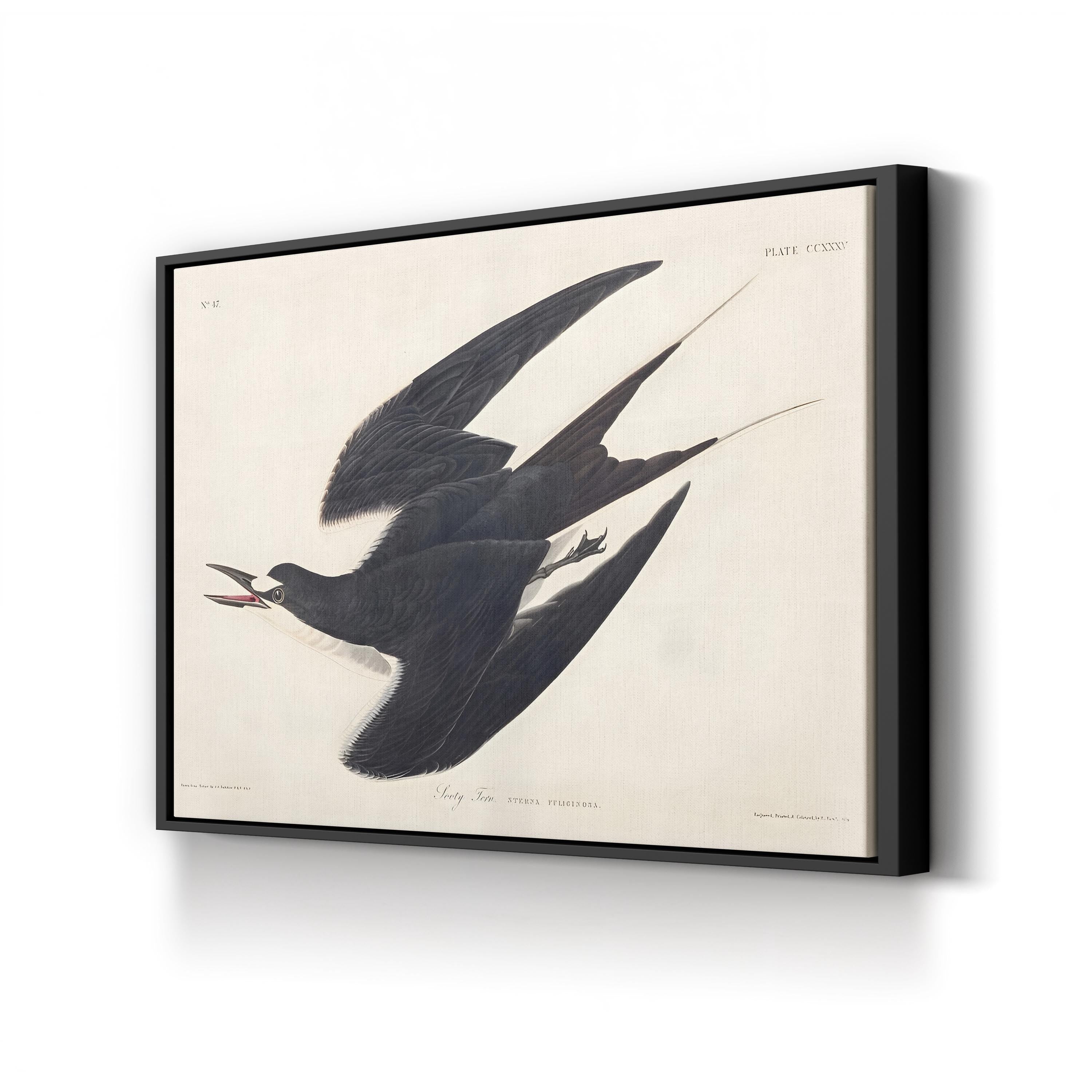 Sooty Tern Wall Art by John James Audubon