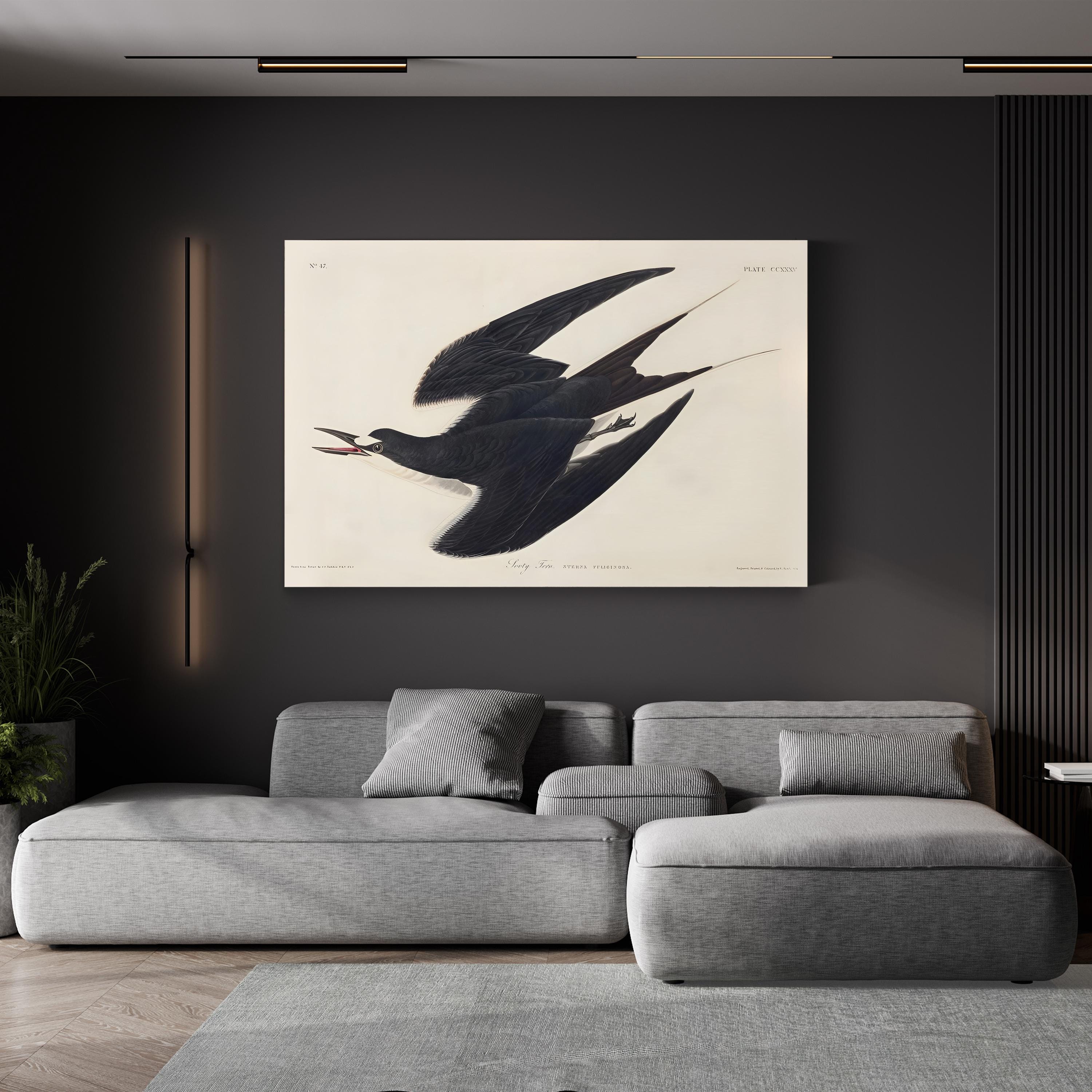 Sooty Tern Wall Art by John James Audubon