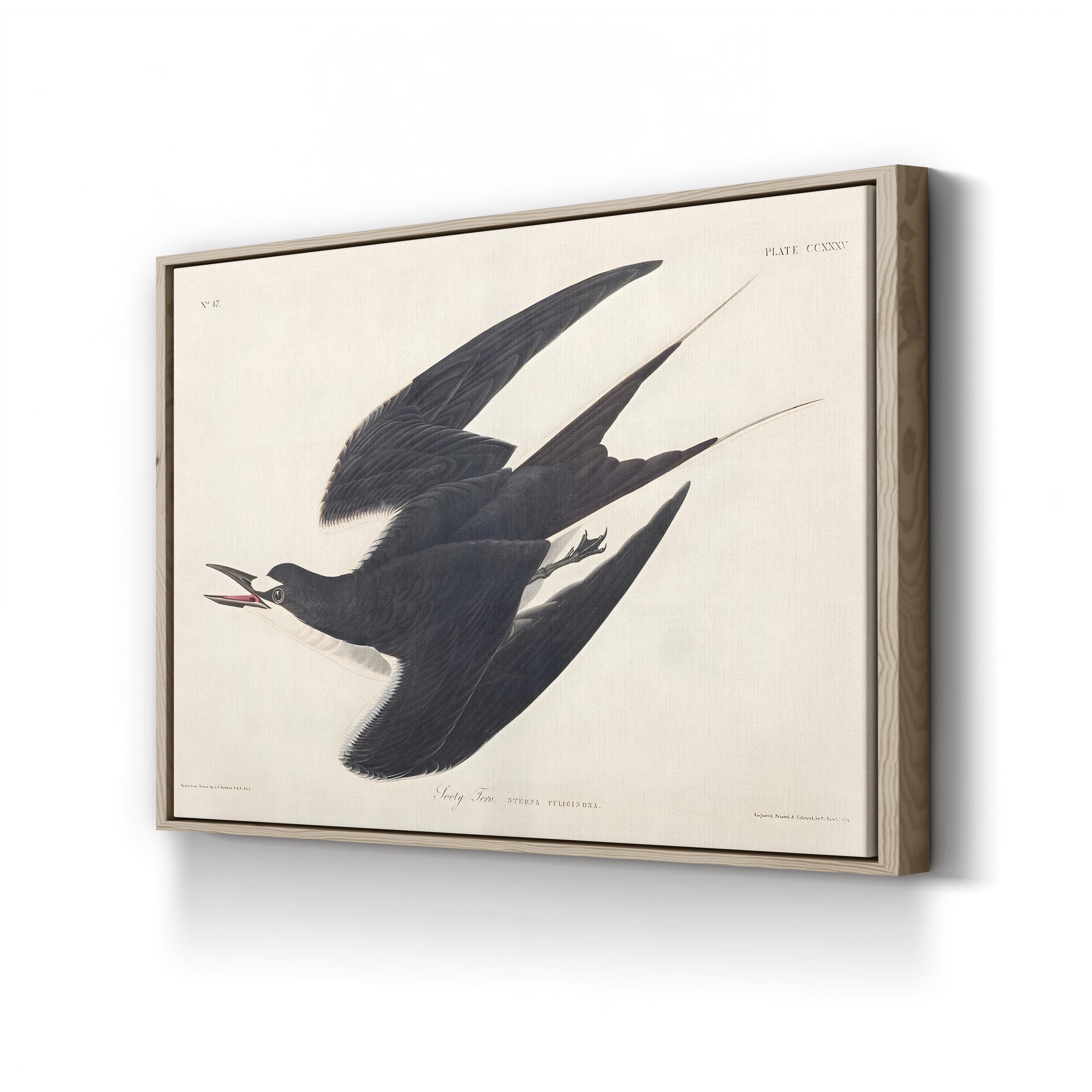 Sooty Tern Wall Art by John James Audubon