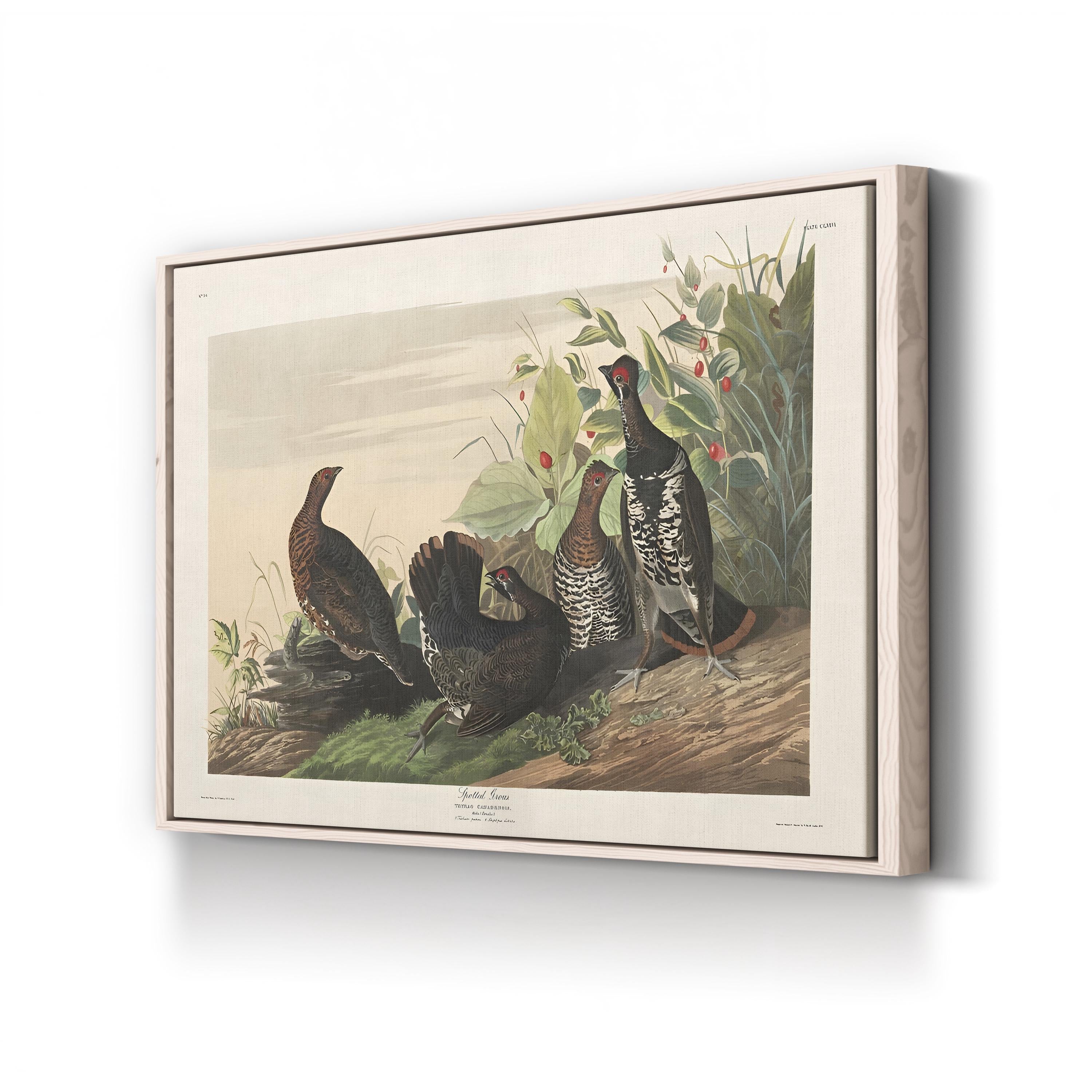 Spotted Grouse, 19th Century – Period Illustration Wall Art | Bird Engraving Canvas Print