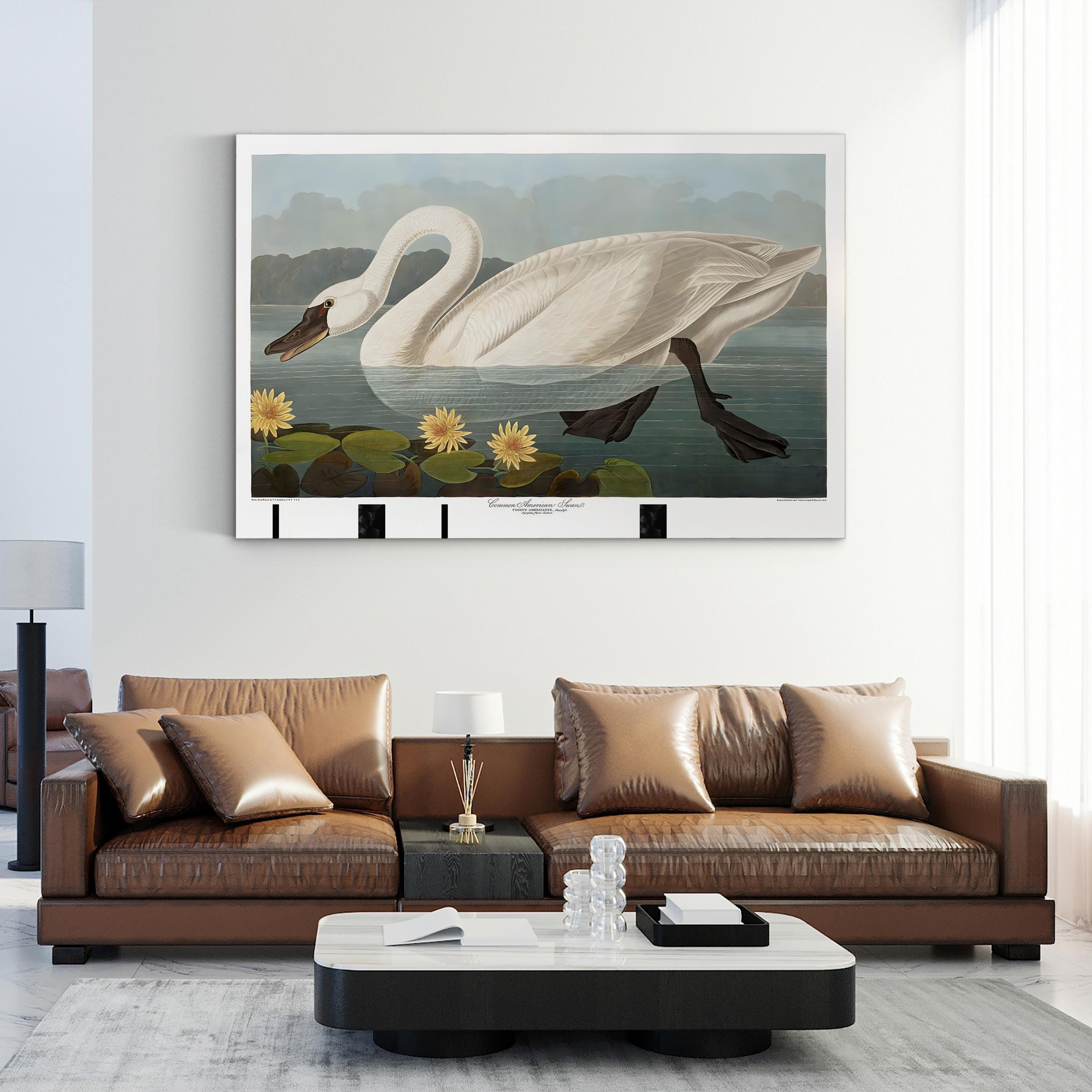 Swan Wall Art by Vintage Apple Collection – Vintage Scientific Bird Illustration Canvas Print