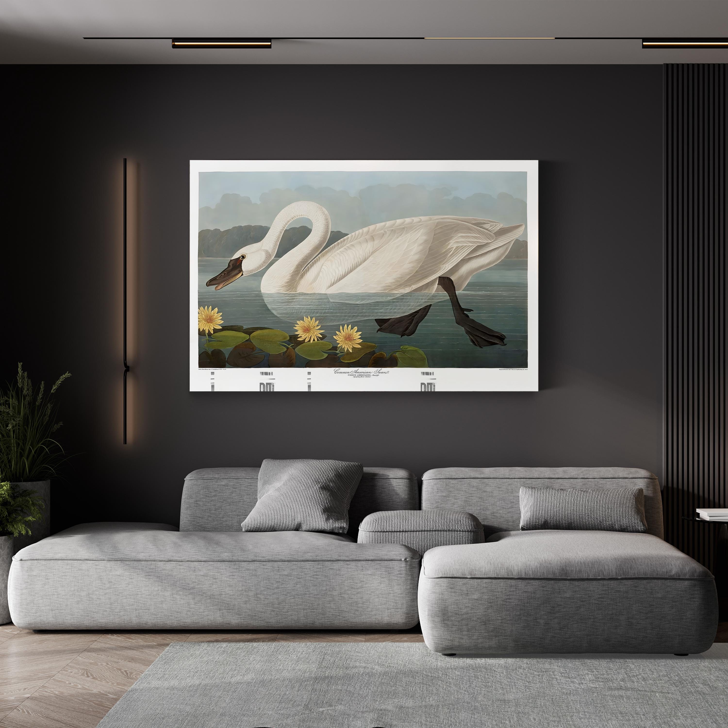 Swan Wall Art by Vintage Apple Collection – Vintage Scientific Bird Illustration Canvas Print