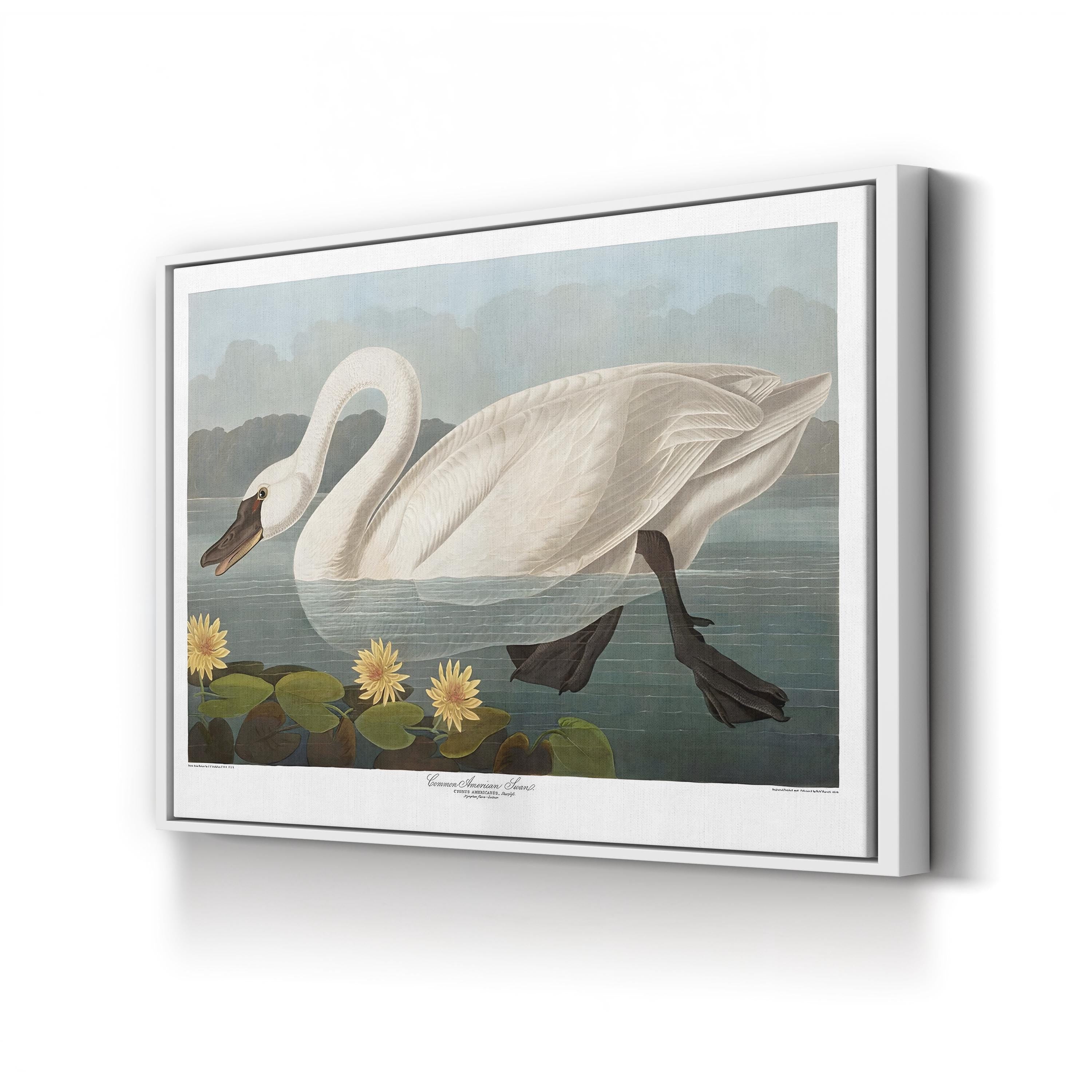 Swan Wall Art by Vintage Apple Collection – Vintage Scientific Bird Illustration Canvas Print