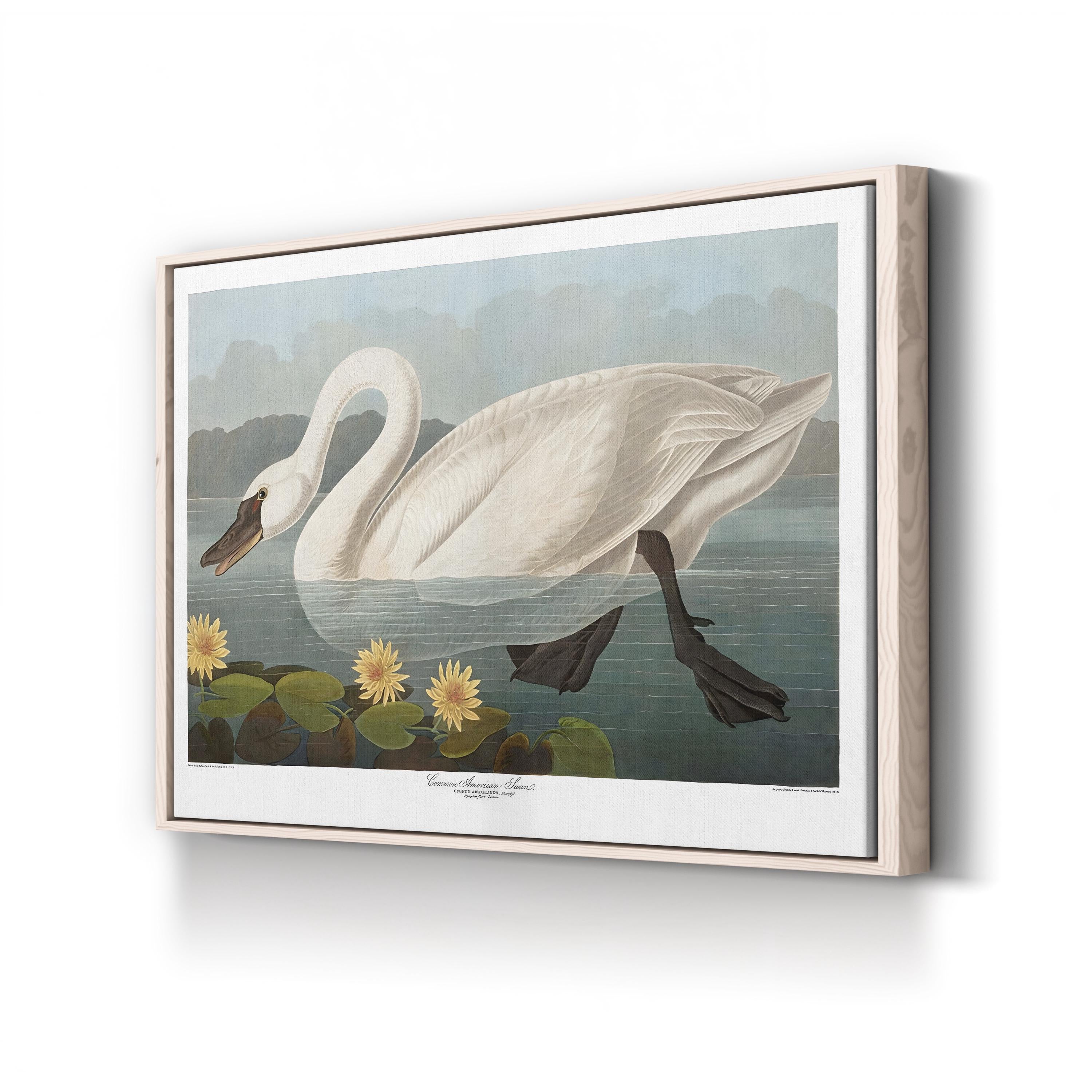 Swan Wall Art by Vintage Apple Collection – Vintage Scientific Bird Illustration Canvas Print