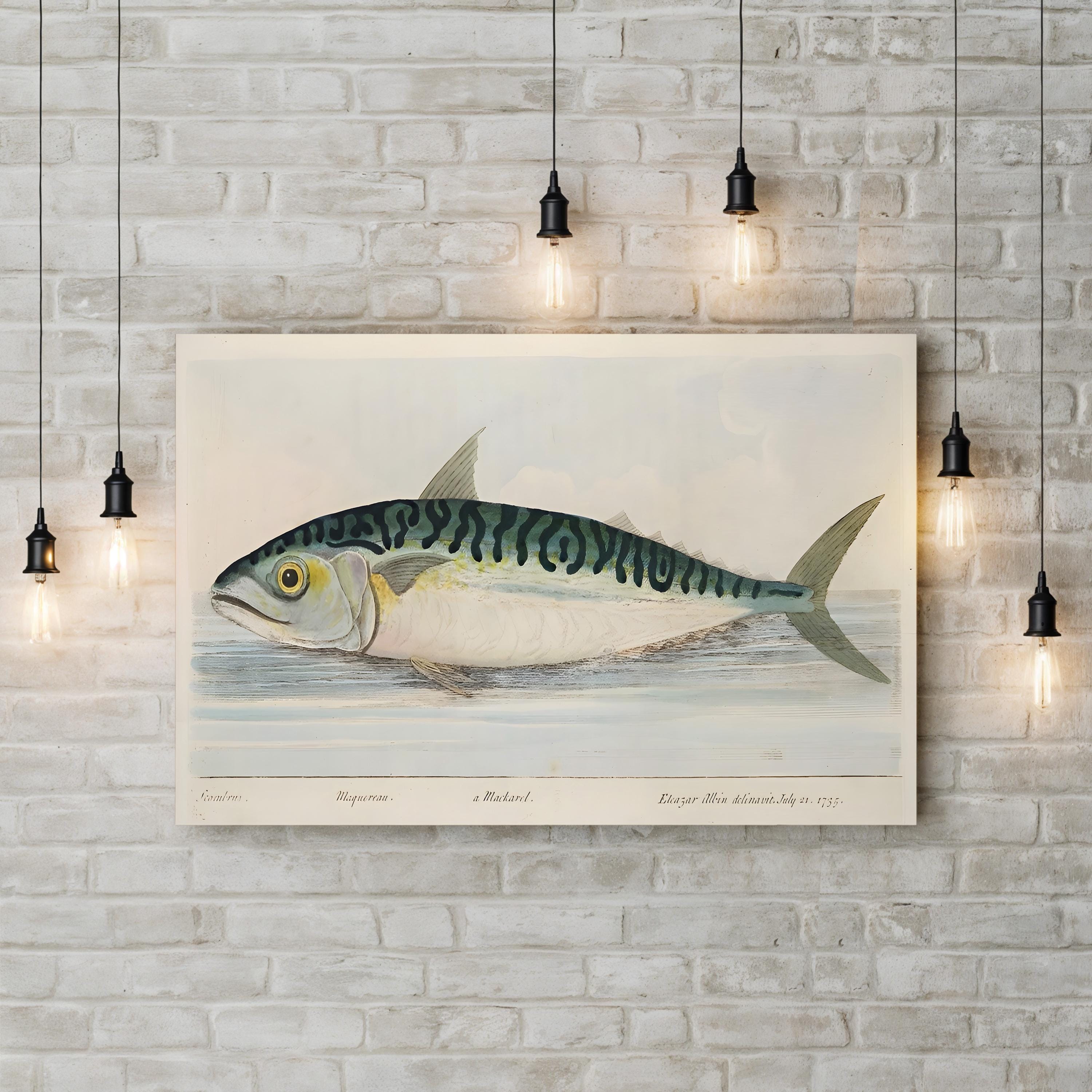 The Mackerel (1832) Wall Art by Eleazar Albin – Antique Natural History Fish Engraving