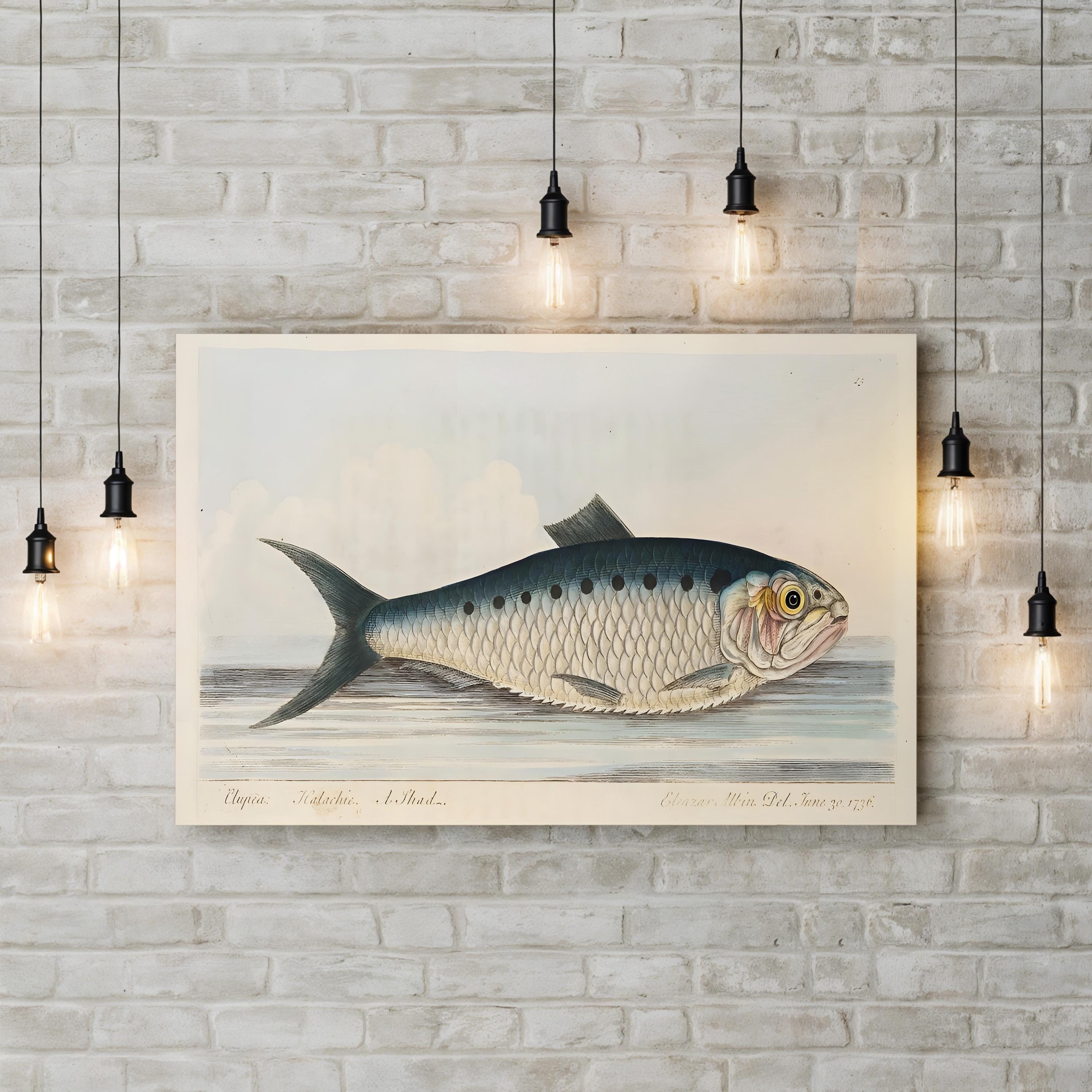 Shad Fish, 1832 Engraving – Period Illustration Wall Art | Hand-Colored Marine Canvas Print