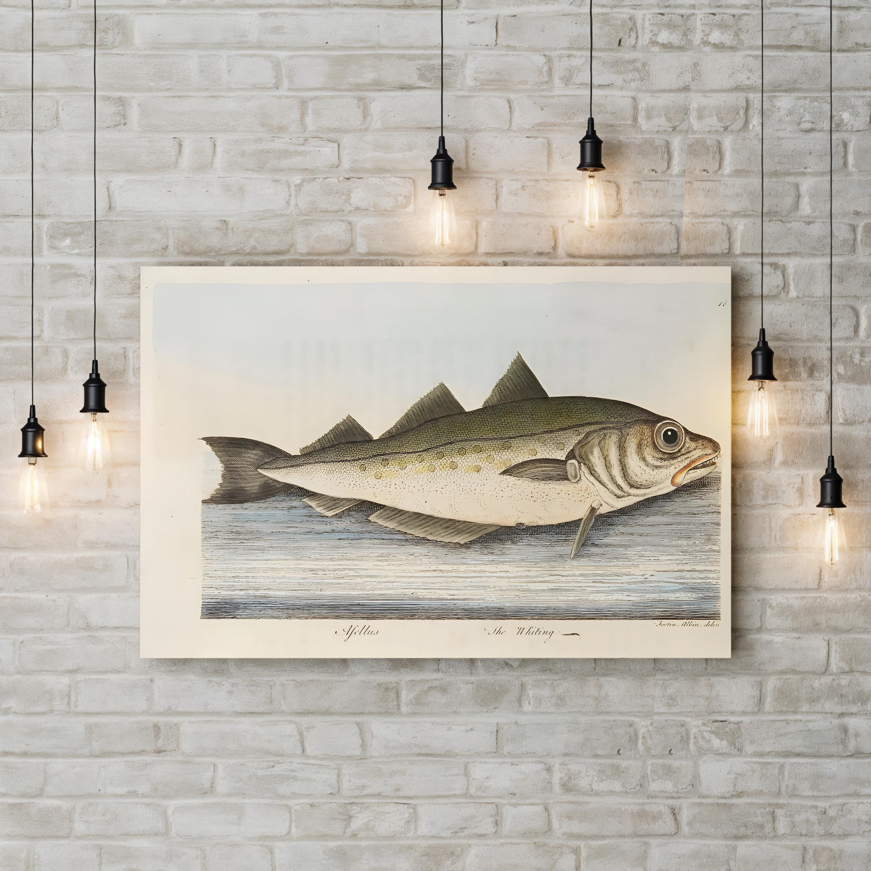 Whiting Fish, 1832 Engraving – Period Illustration Wall Art | Vintage Marine Canvas Print