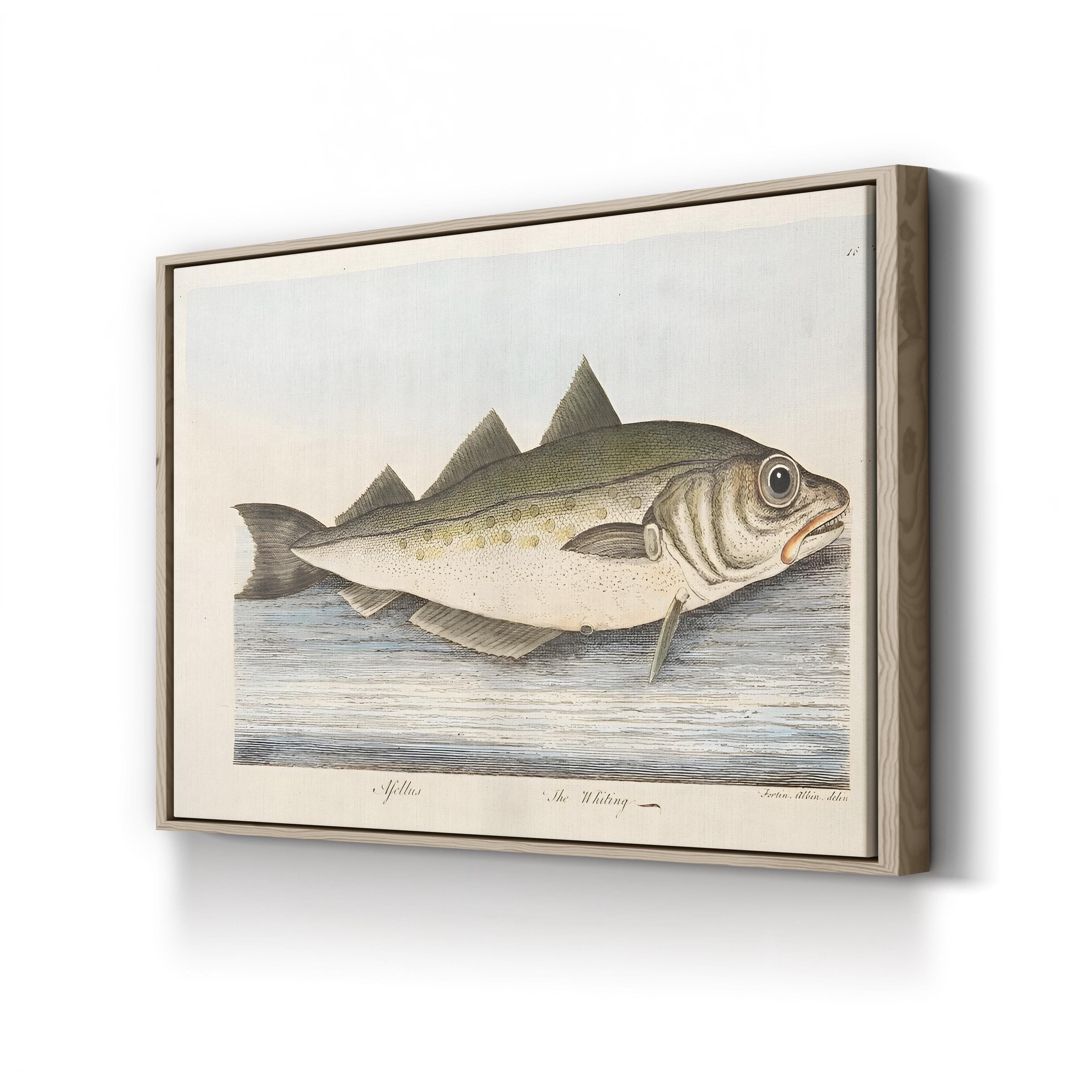 The Whiting, c. 1832 by Eleazar Albin canvas print in Oak frame