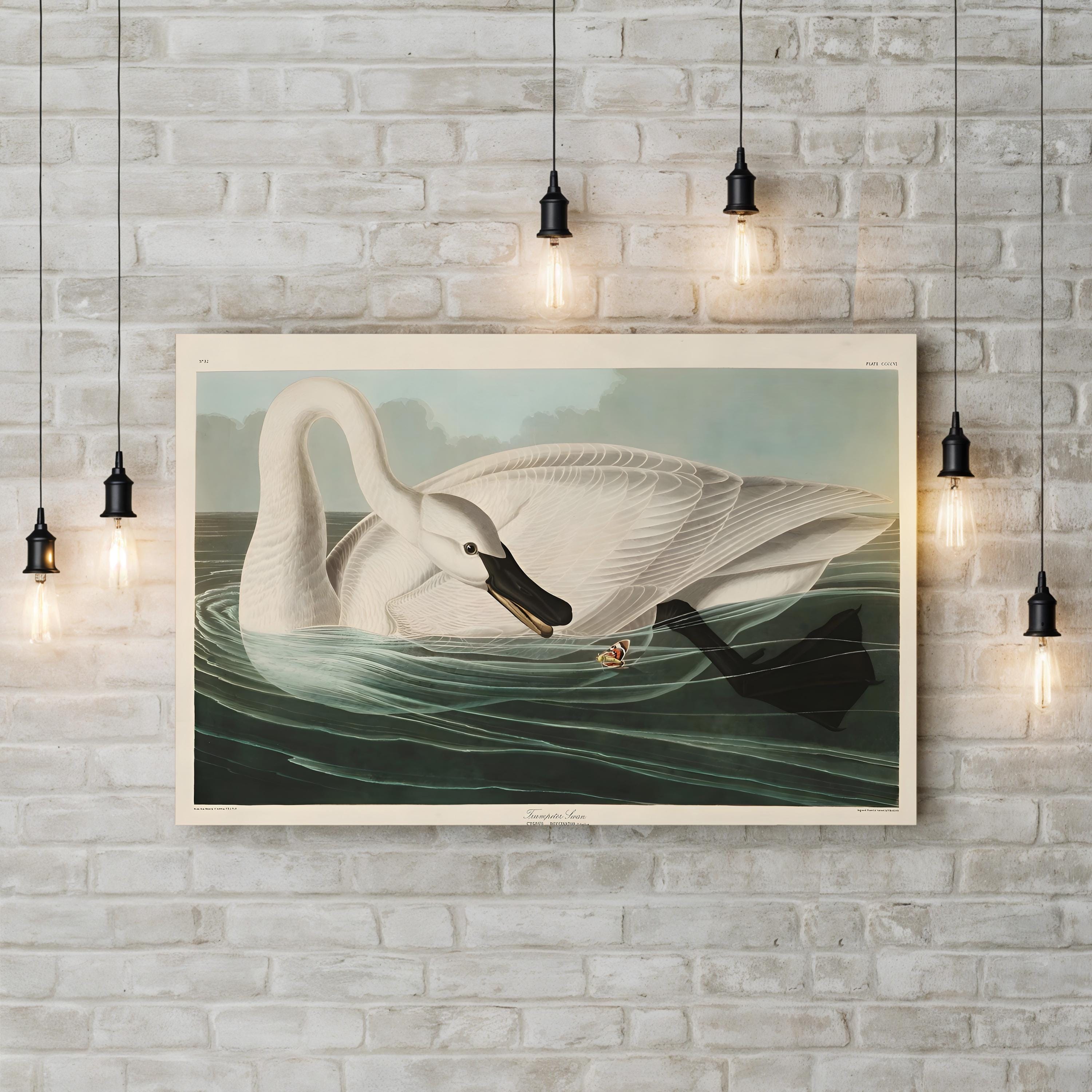 Trumpeter Swan Canvas Art Print: Vintage Wildlife Wall Art in Hand-Cut Wood Frame