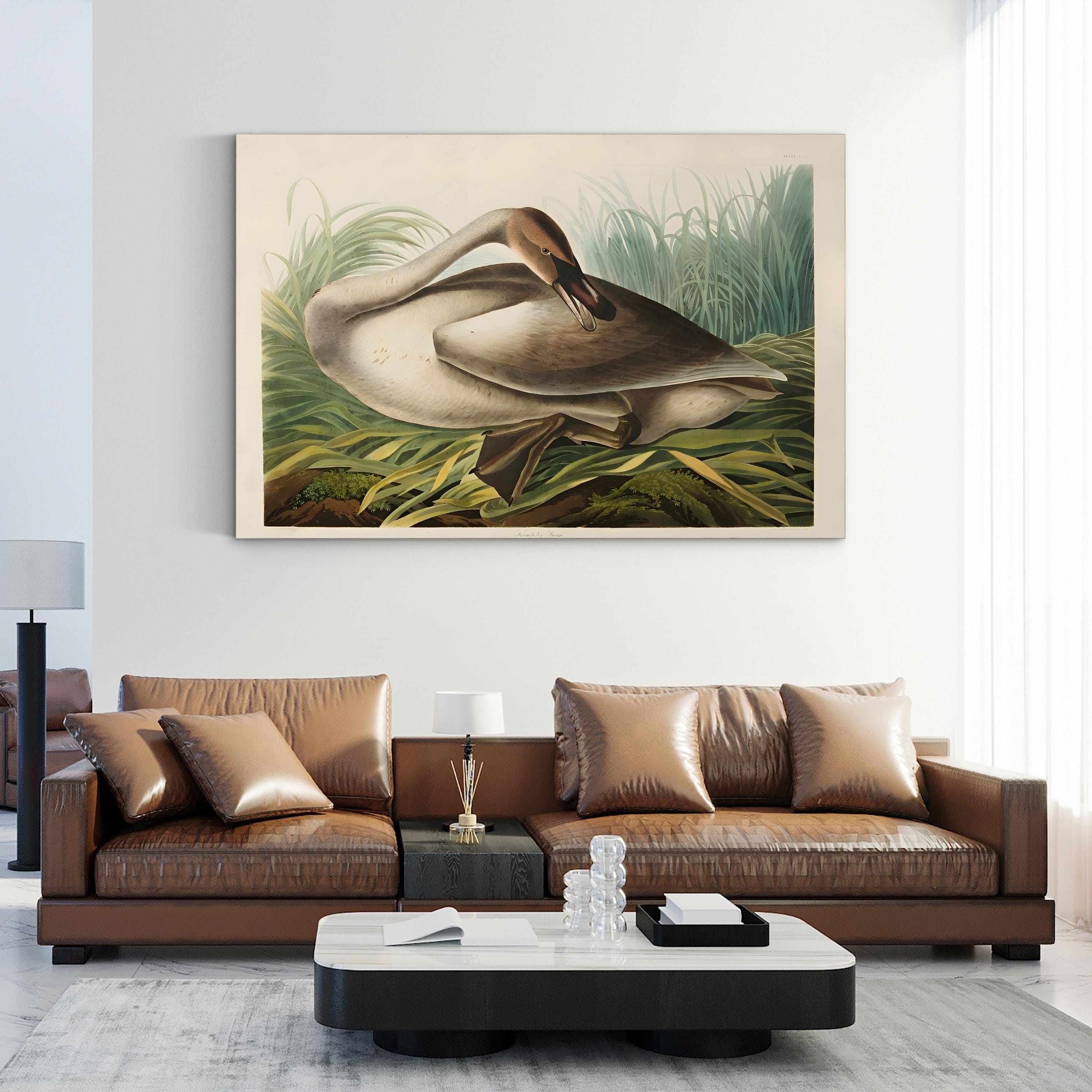 Trumpeter Swans Canvas Wall Art: Audubon Hand-Colored Wildlife Print