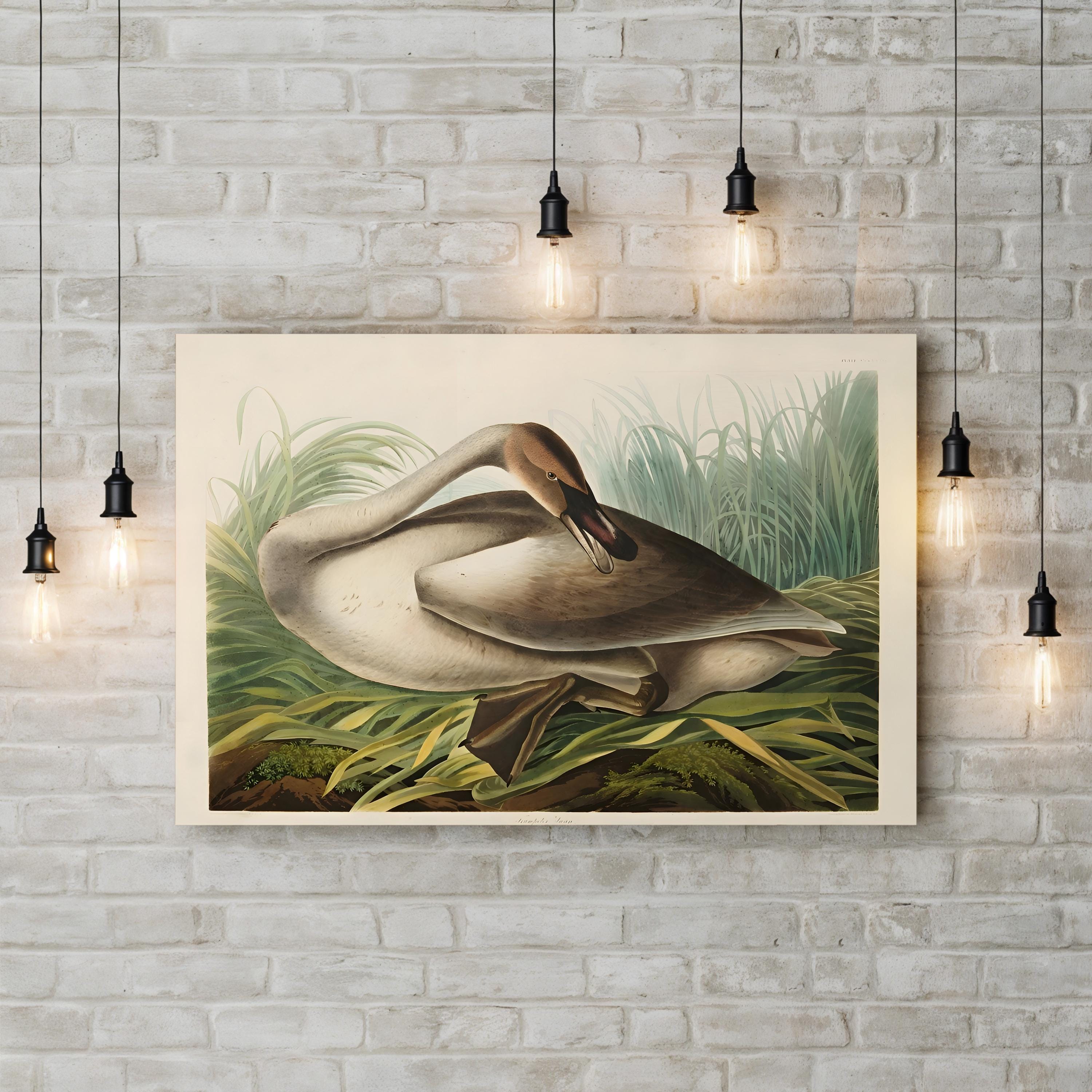 Trumpeter Swans Canvas Wall Art: Audubon Hand-Colored Wildlife Print