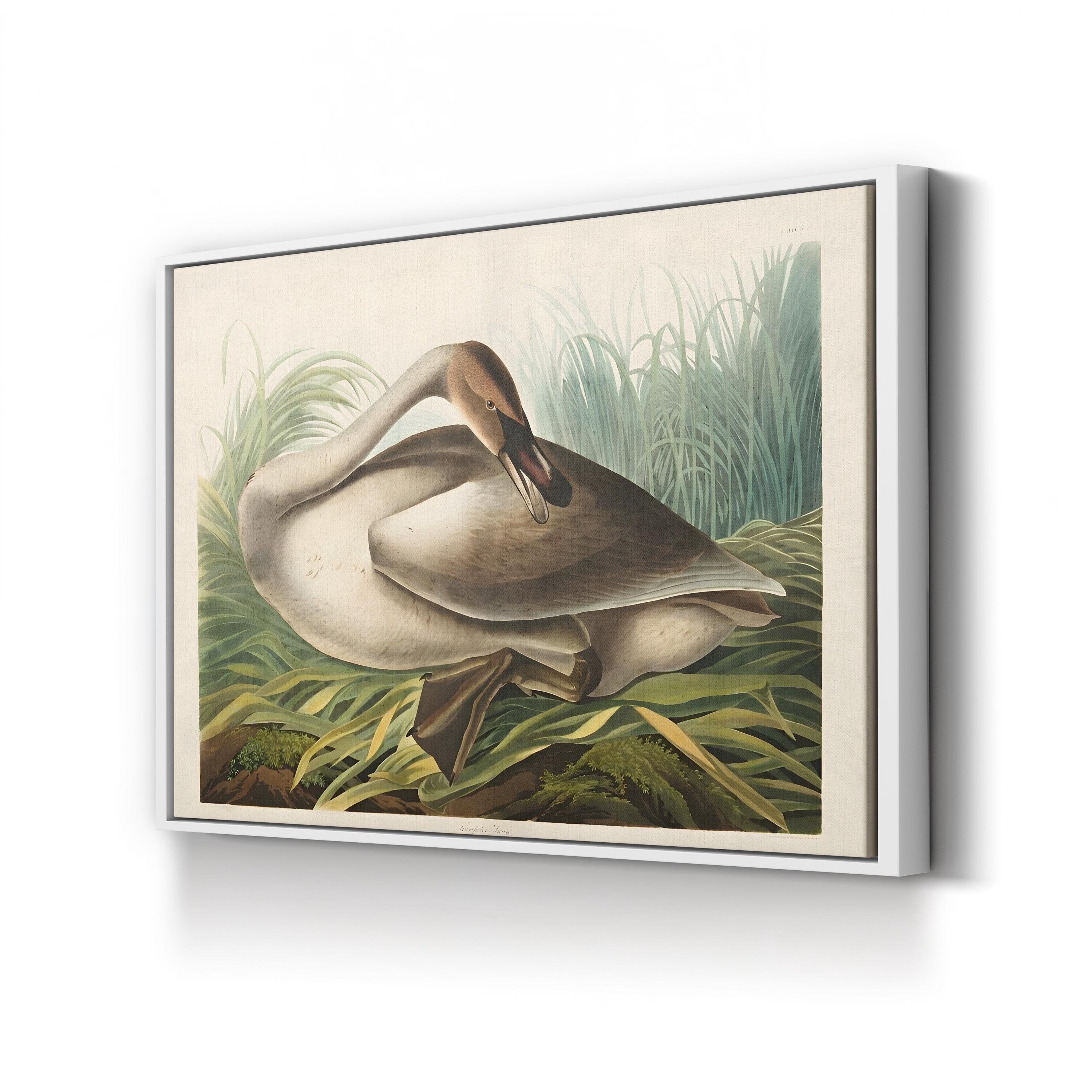 Trumpeter Swans Canvas Wall Art: Audubon Hand-Colored Wildlife Print