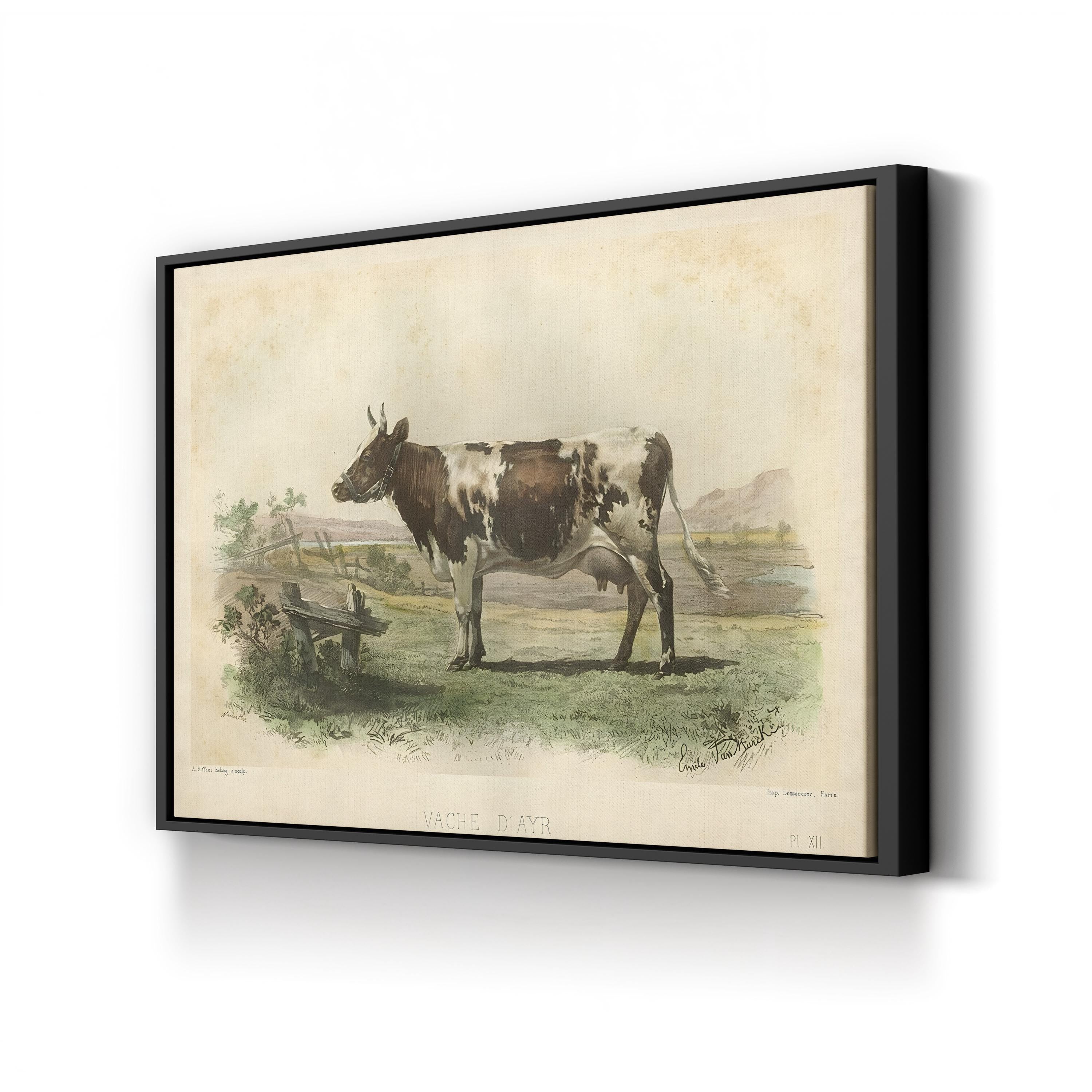 Vache d’Ayr Ayrshire Cow – Period Illustration Wall Art | Rustic Farmhouse Canvas Print