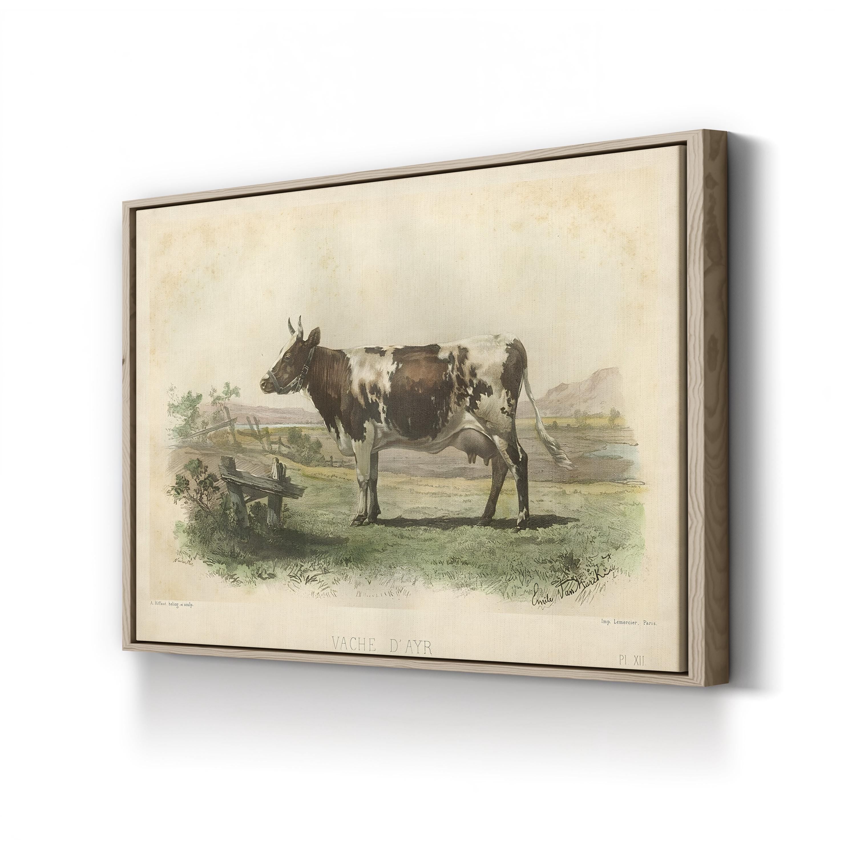 Vache d’Ayr Ayrshire Cow – Period Illustration Wall Art | Rustic Farmhouse Canvas Print