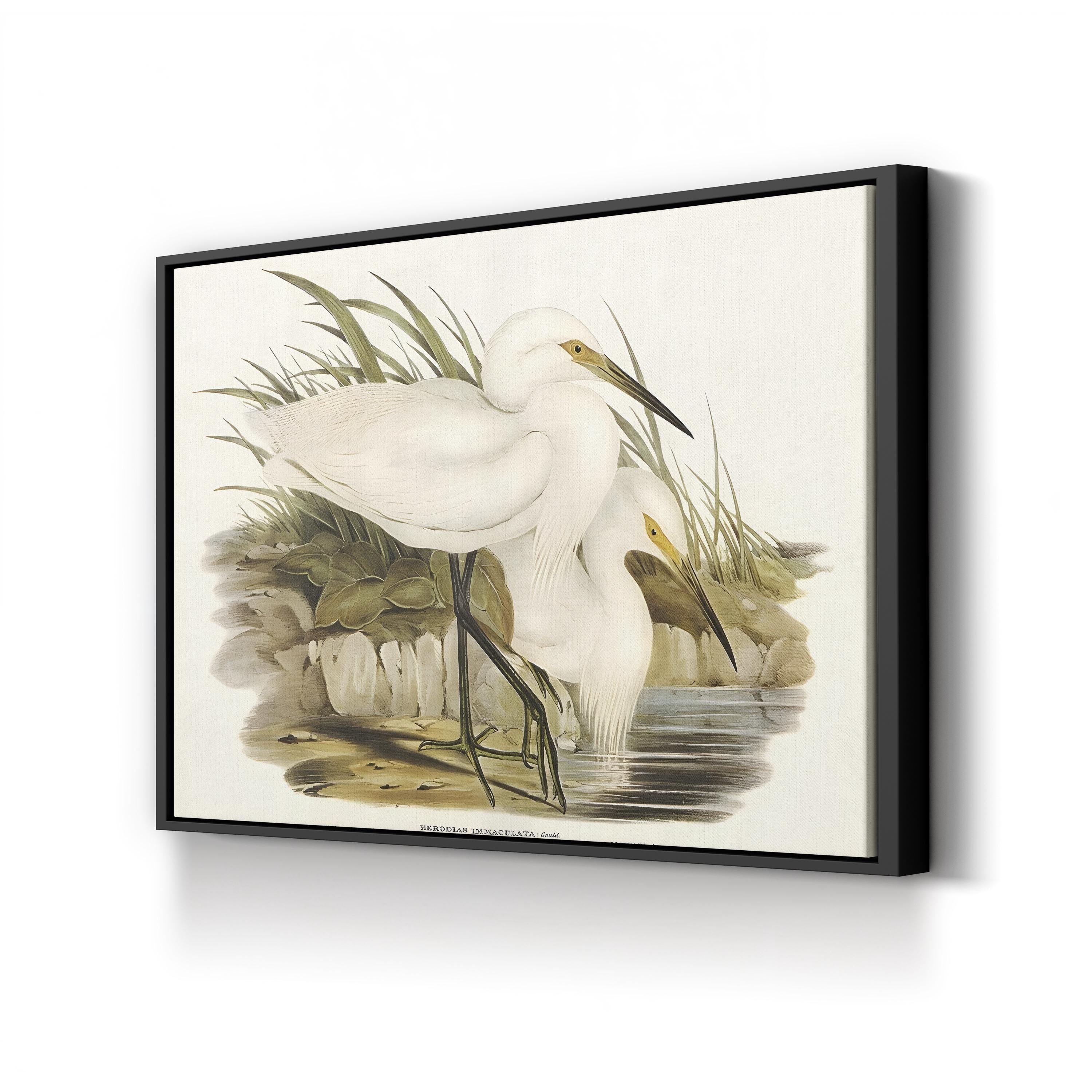 Coastal Egret Waterbird – Period Illustration Wall Art | Vintage Wildlife Canvas Print