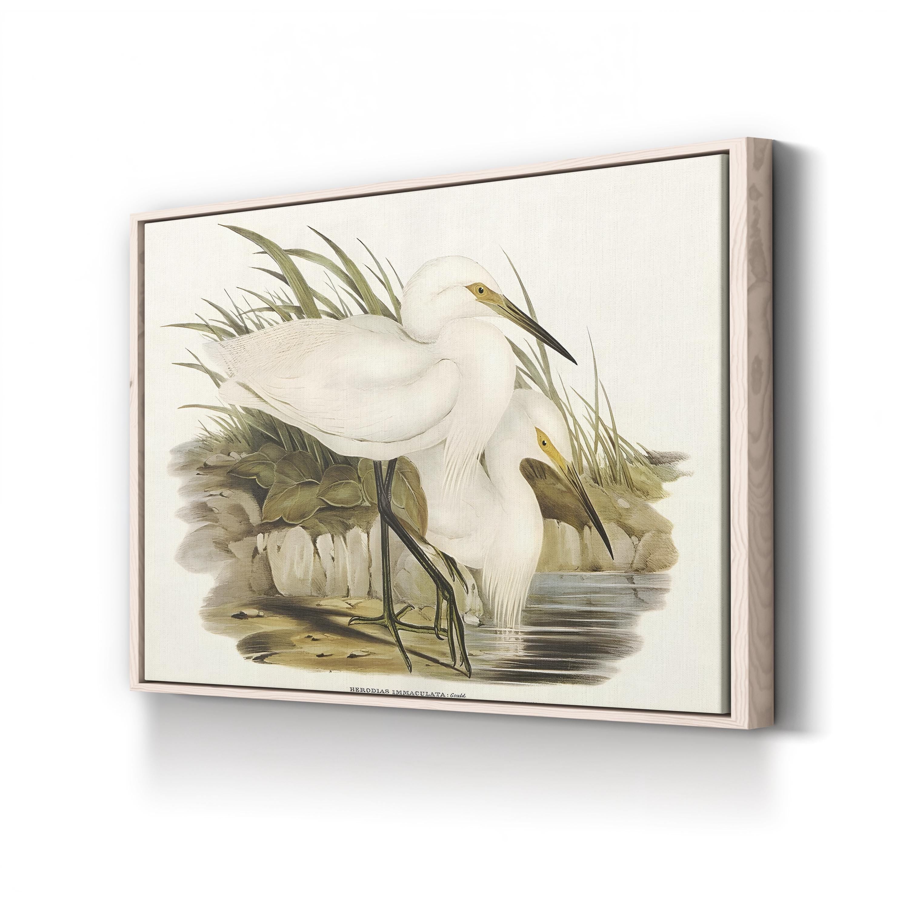 Coastal Egret Waterbird – Period Illustration Wall Art | Vintage Wildlife Canvas Print