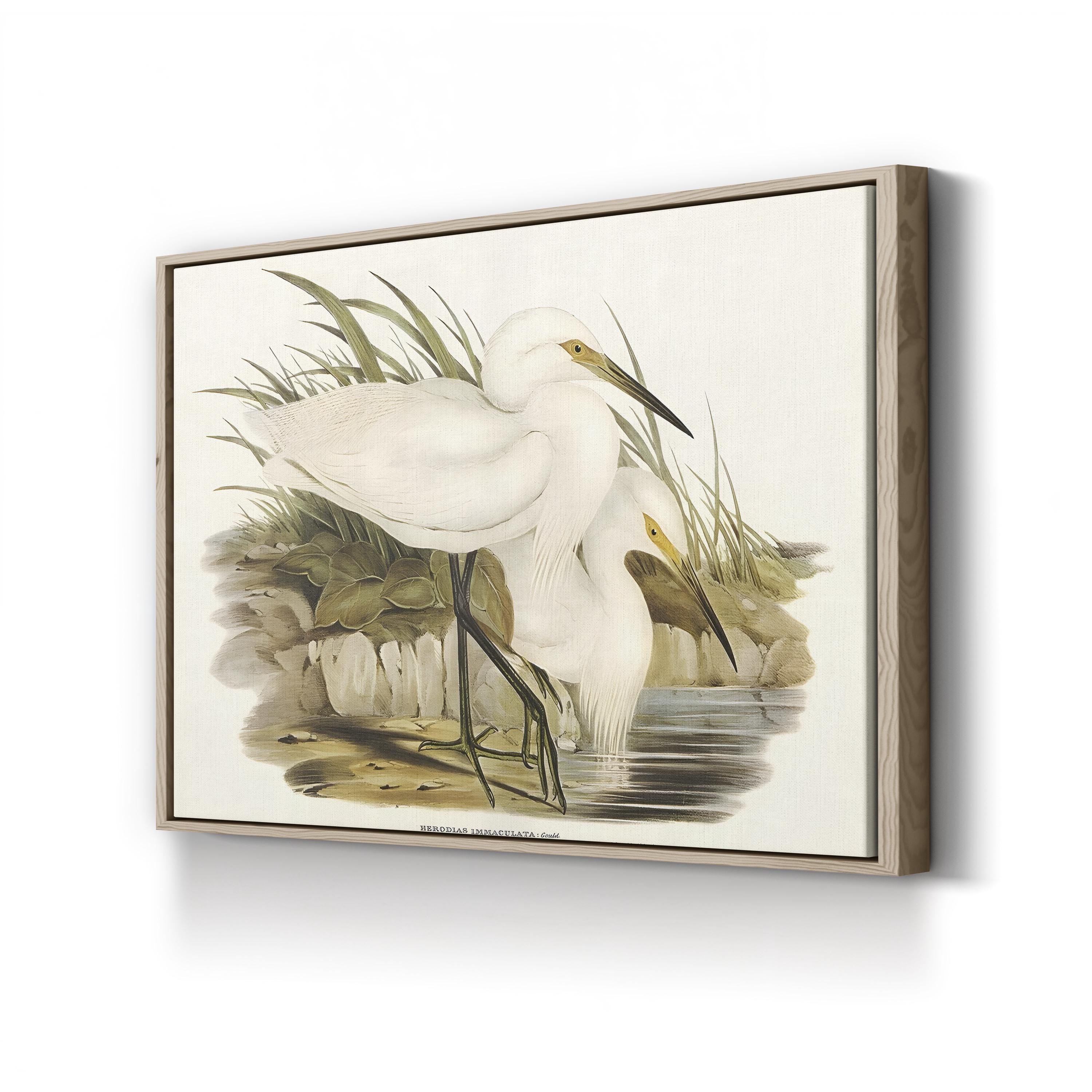 Coastal Egret Waterbird – Period Illustration Wall Art | Vintage Wildlife Canvas Print