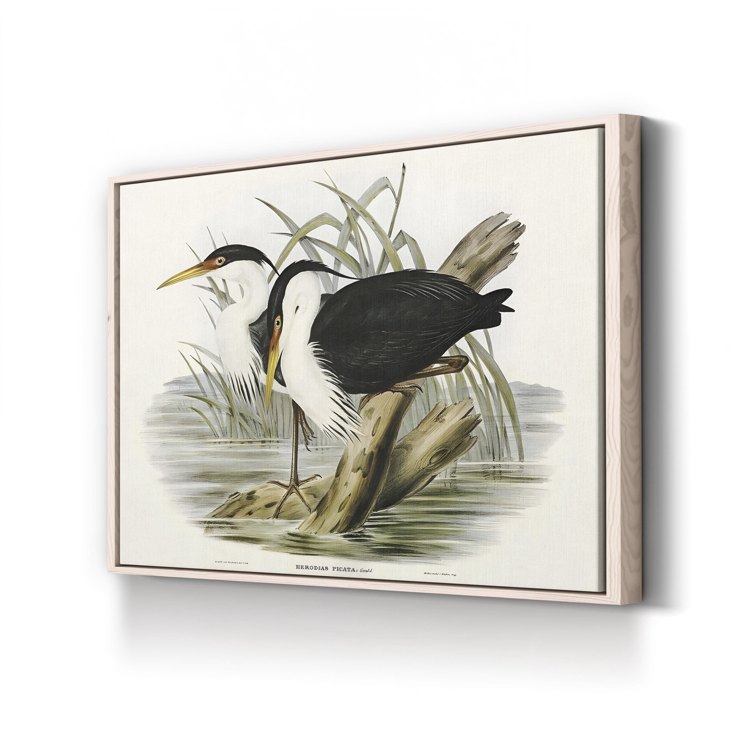 Vintage Heron Waterbird – Period Illustration Wall Art | Black & White Canvas Print