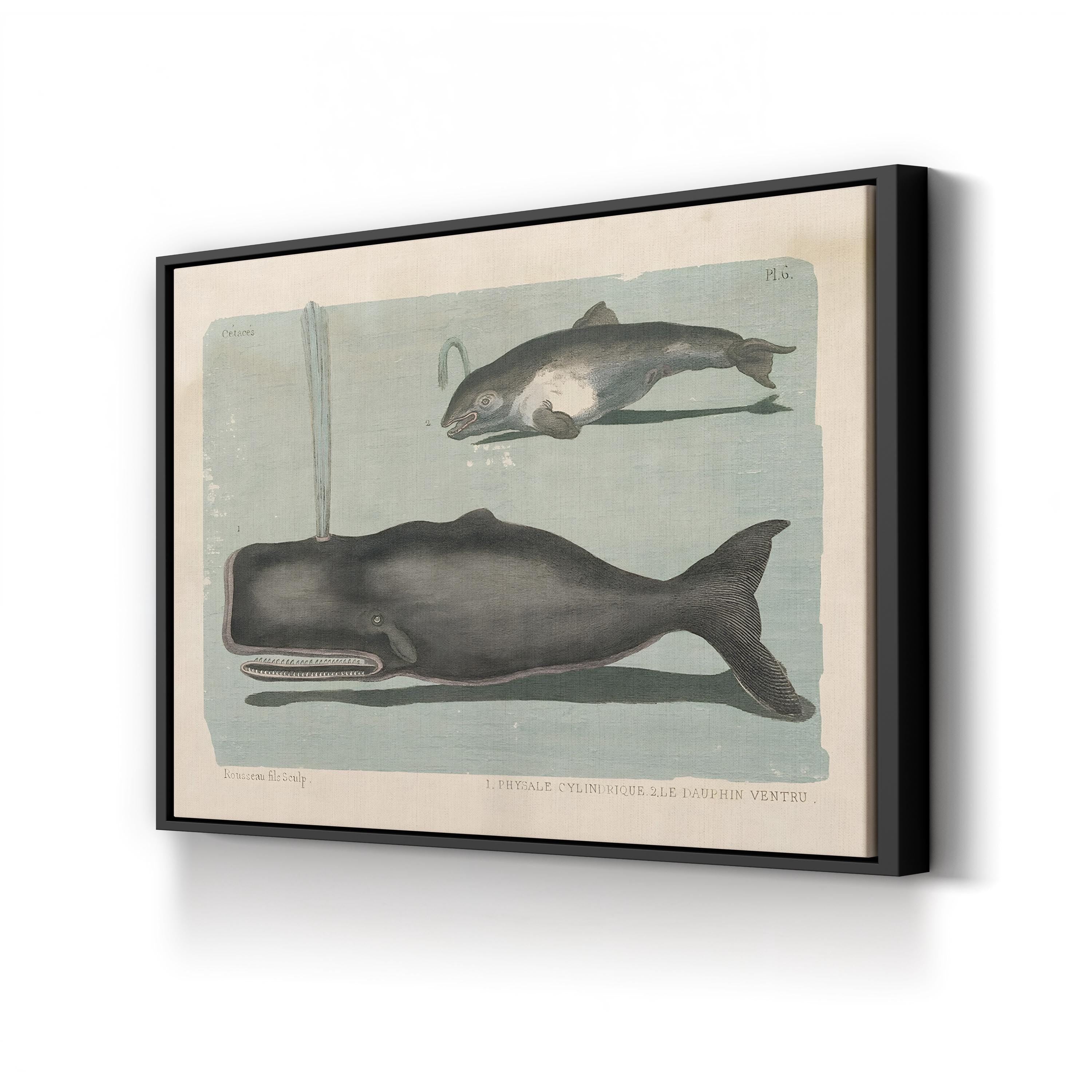 Whale Sketch II Marine Study – Period Illustration Wall Art | Vintage Coastal Canvas Print