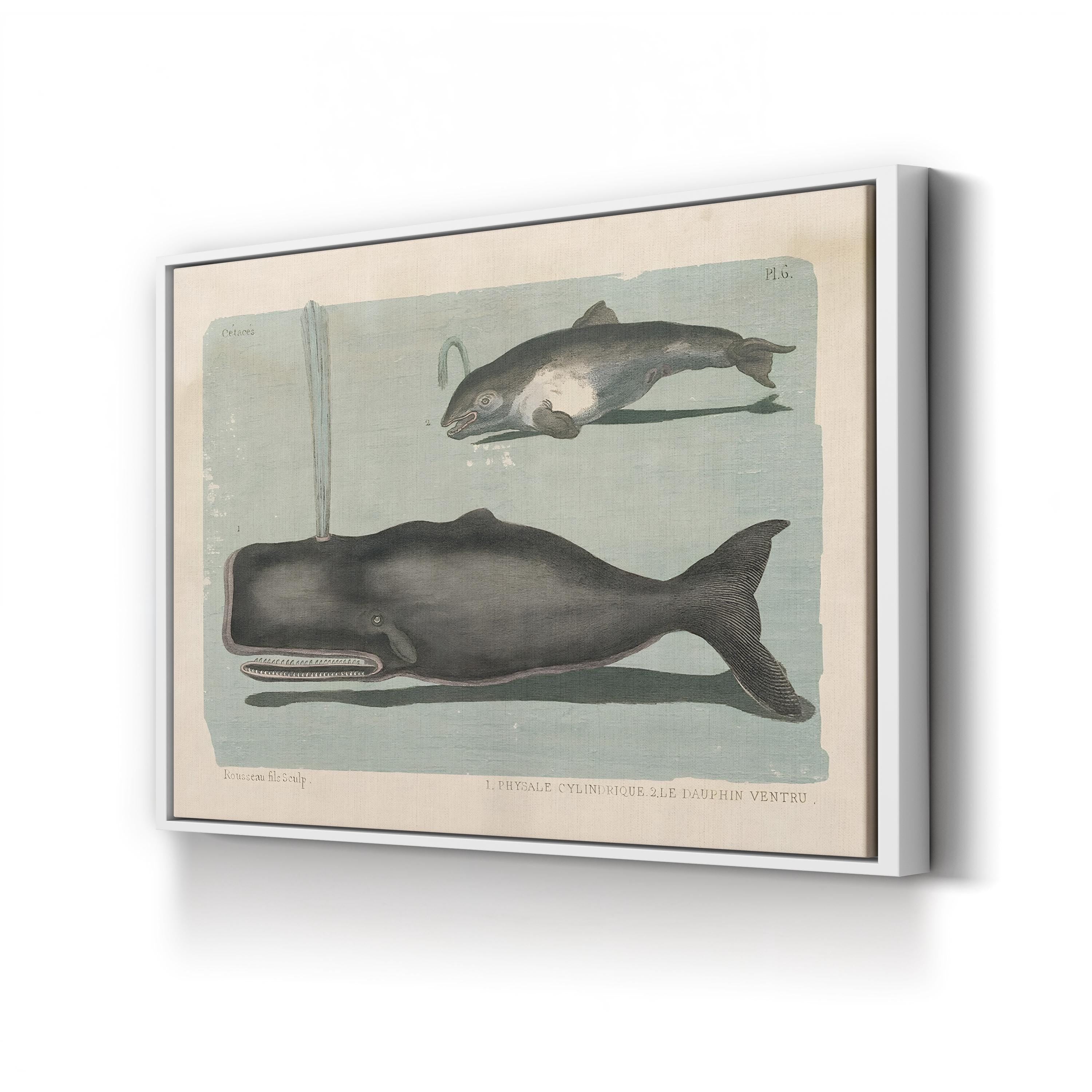 Whale Sketch II Marine Study – Period Illustration Wall Art | Vintage Coastal Canvas Print