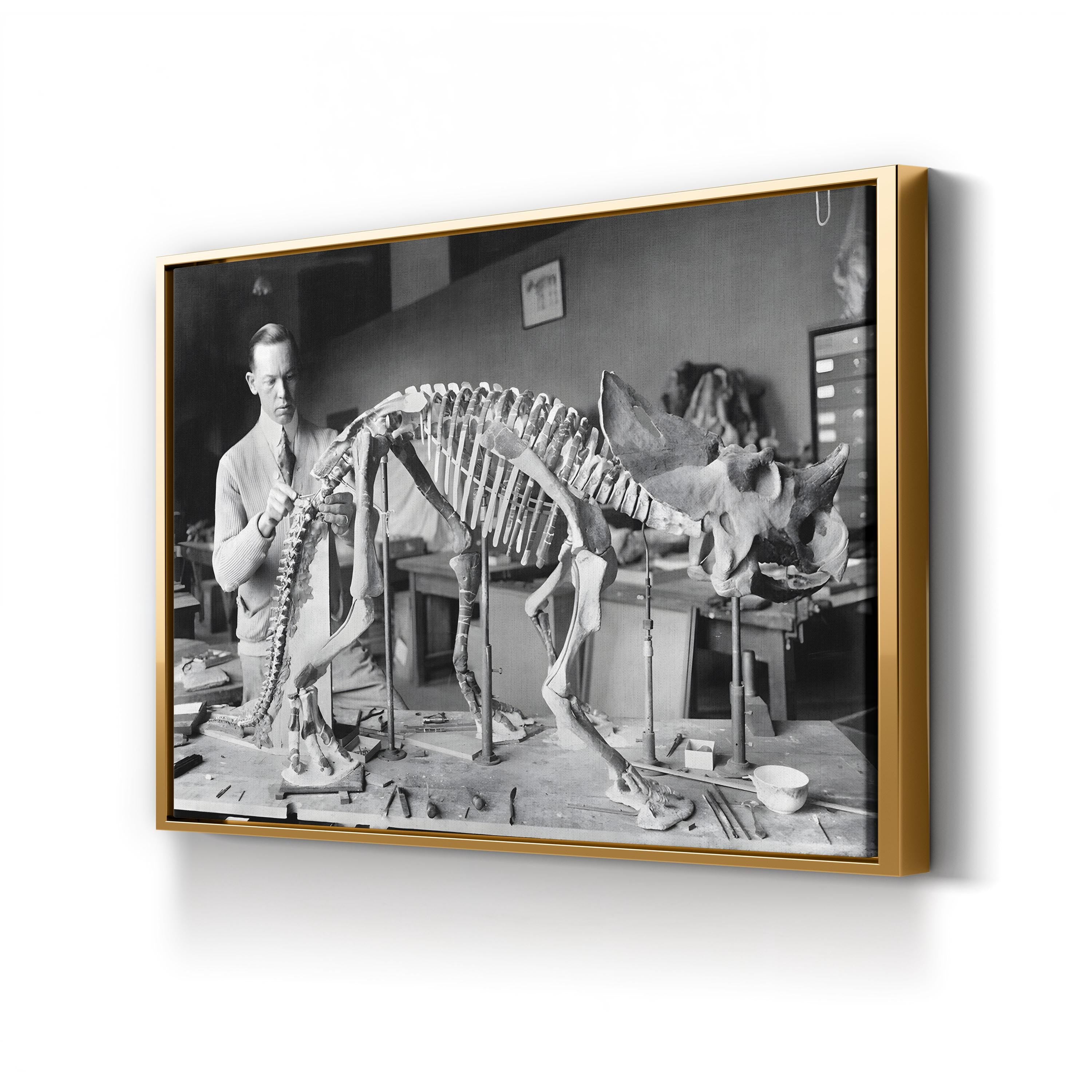 Mounted Brachyceratops Skeleton, 1921 by National Photo Company canvas print in a gold frame