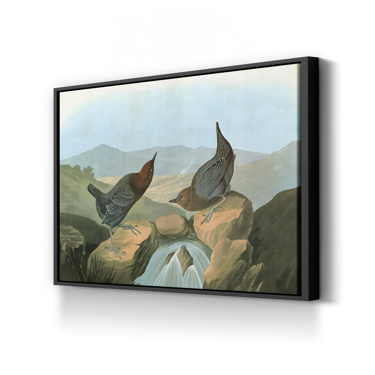 American Dipper (Water Ouzel) by John James Audubon canvas print in Black Framed Canvas