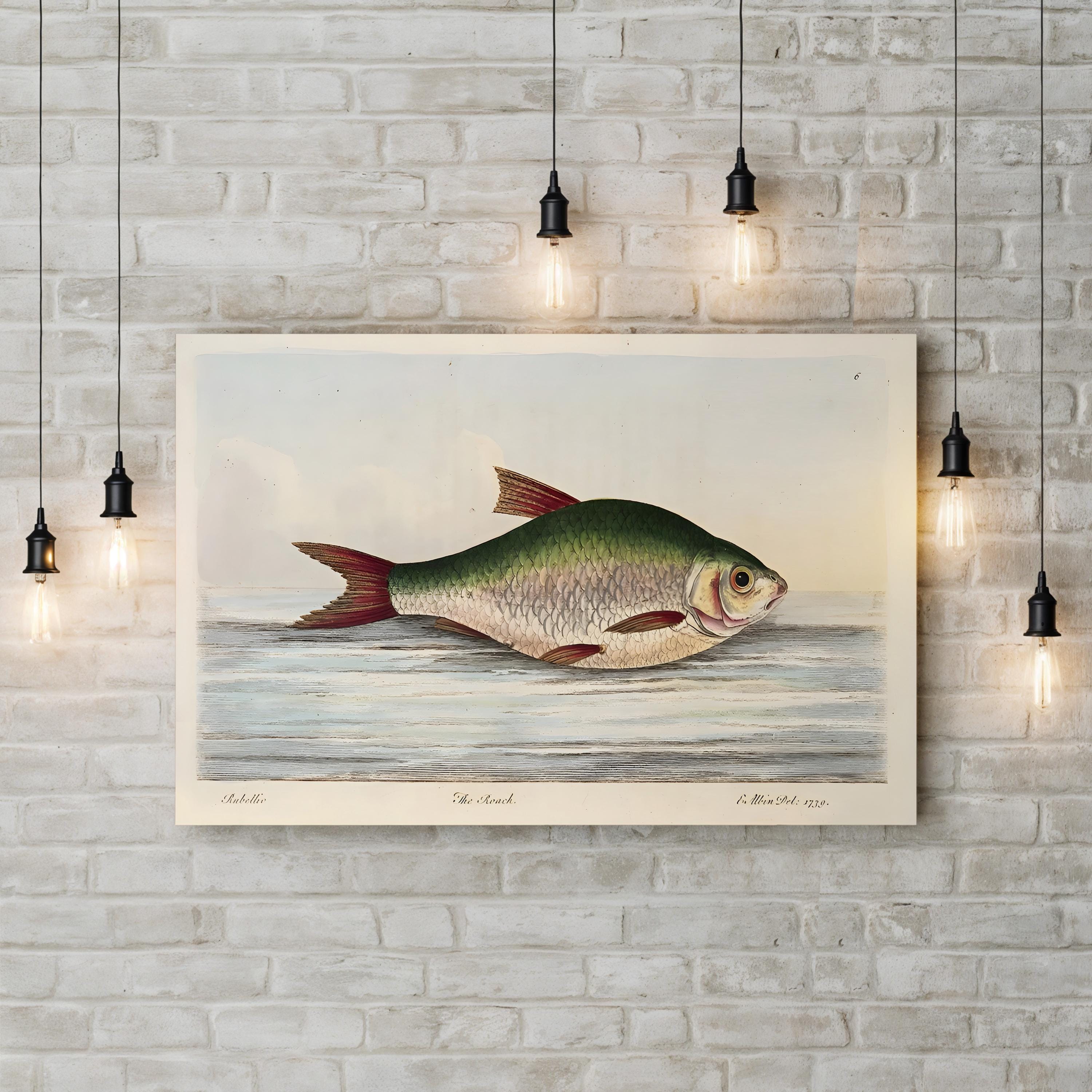 Roach Fish, 1832 Engraving – Period Illustration Wall Art | Hand-Colored Lodge Canvas Print