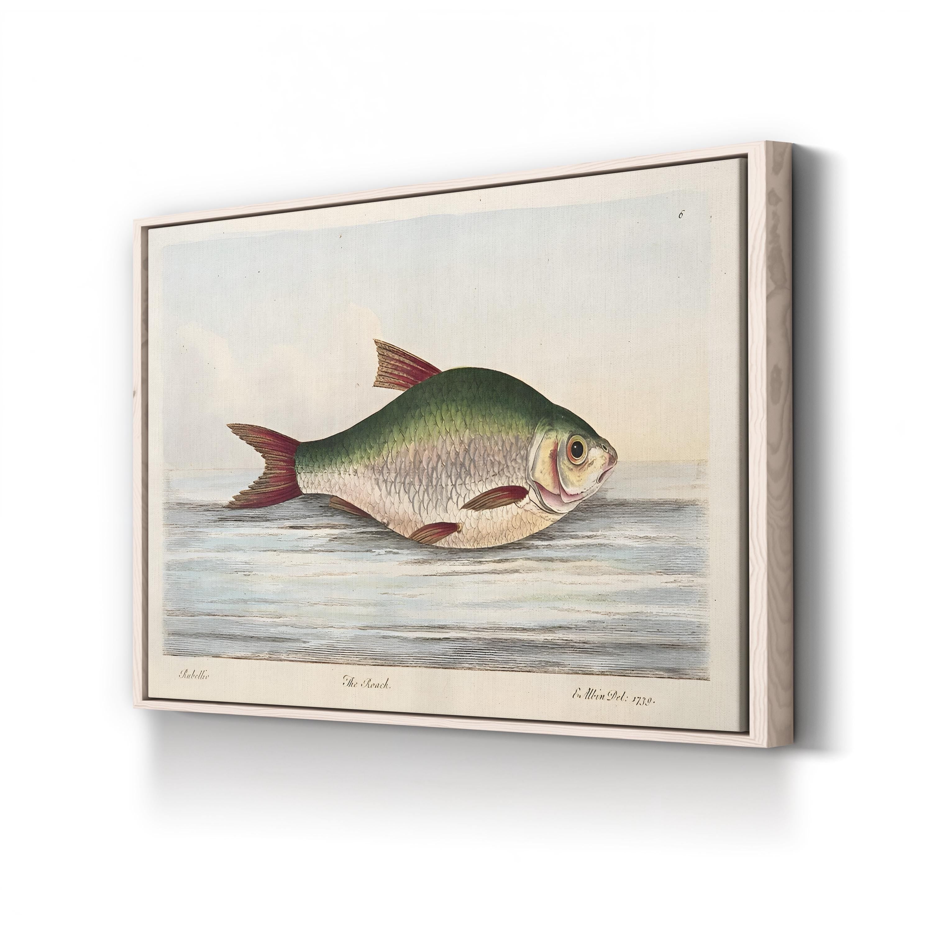 The Roach, by Eleazar Albin canvas print in Natural frame