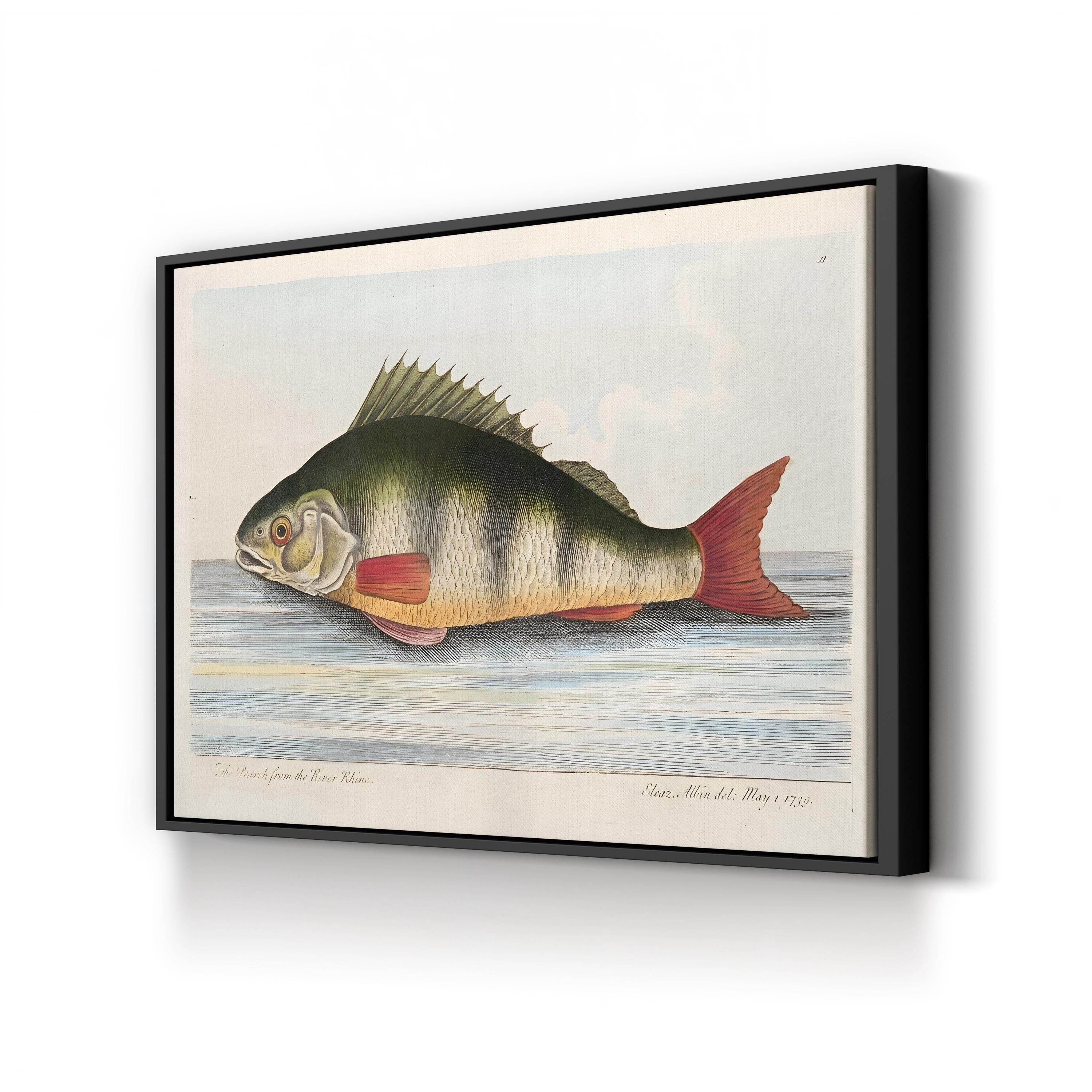 The Perch from the River Rhine, by Eleazar Albin canvas print in Black frame