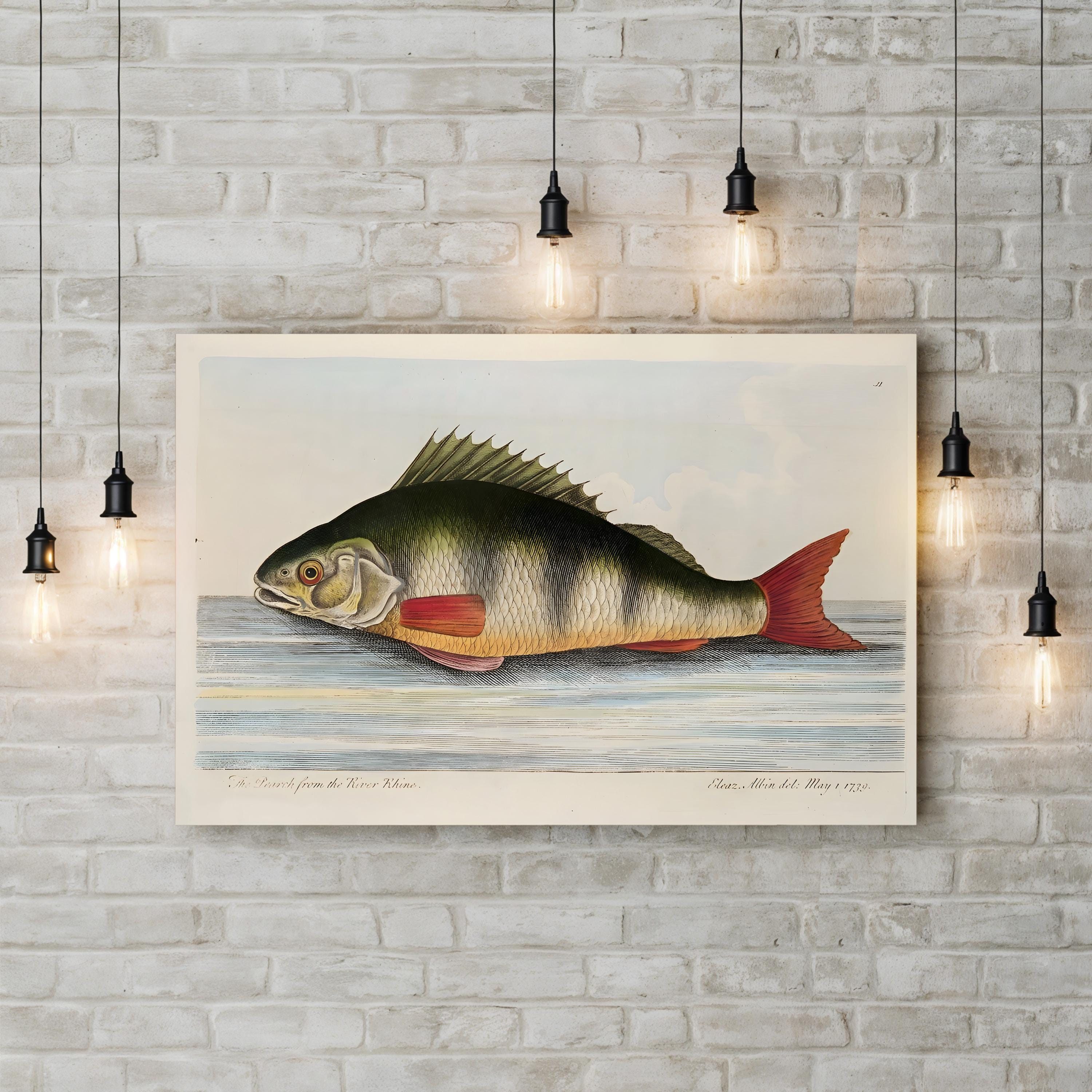 Perch Fish, 1736 Engraving – Period Illustration Wall Art | Hand-Colored Nautical Canvas Print