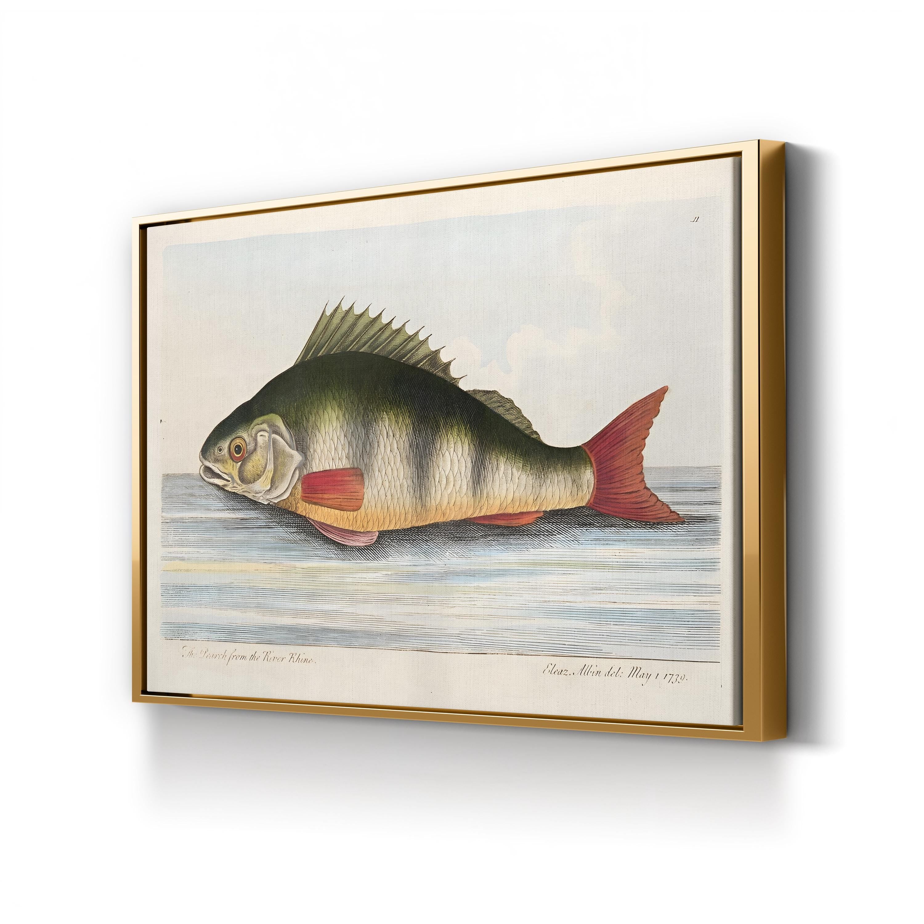 The Perch from the River Rhine, by Eleazar Albin canvas print in Gold frame