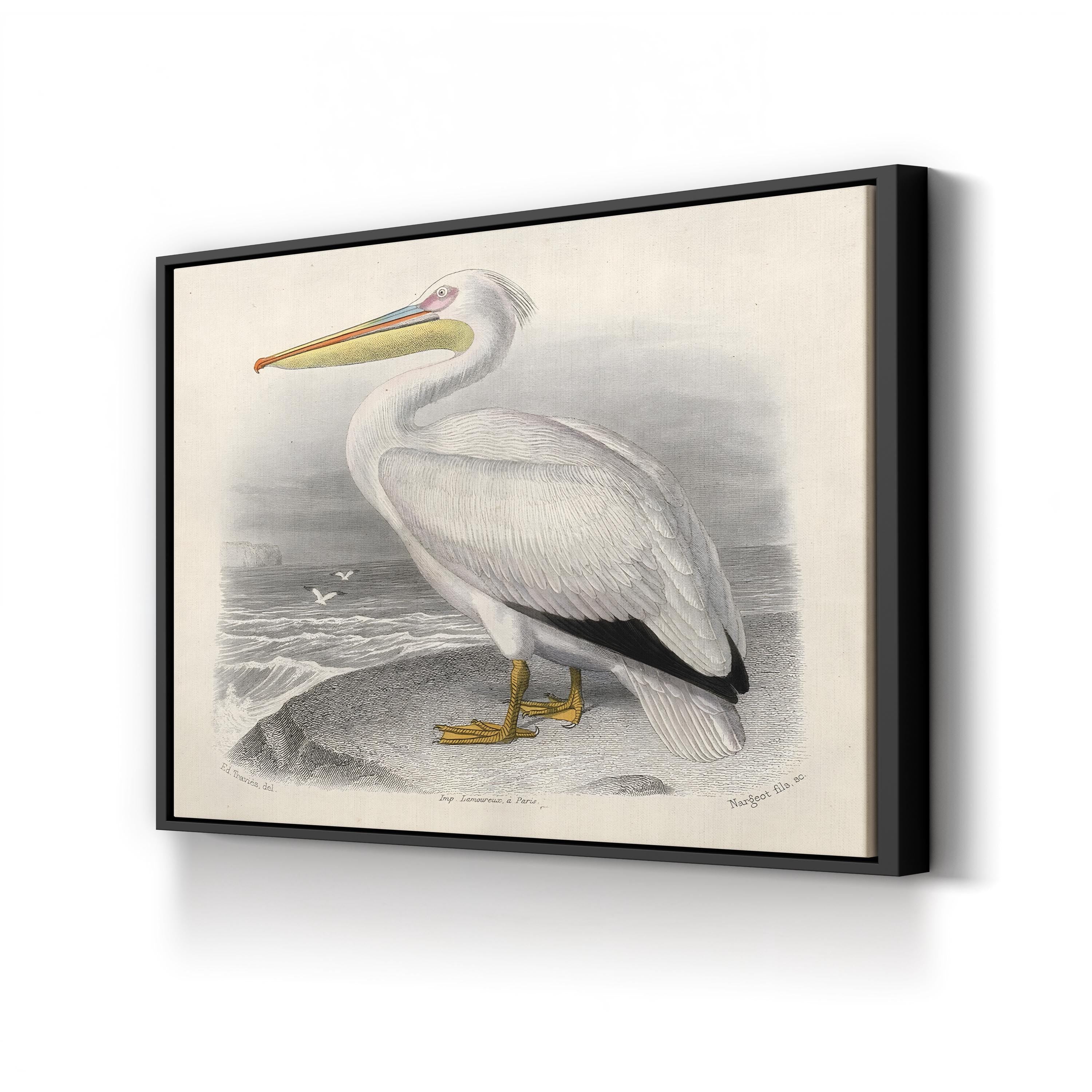 White Pelican – Édouard Traviès Wall Art | 19th-Century Naturalist Canvas Print