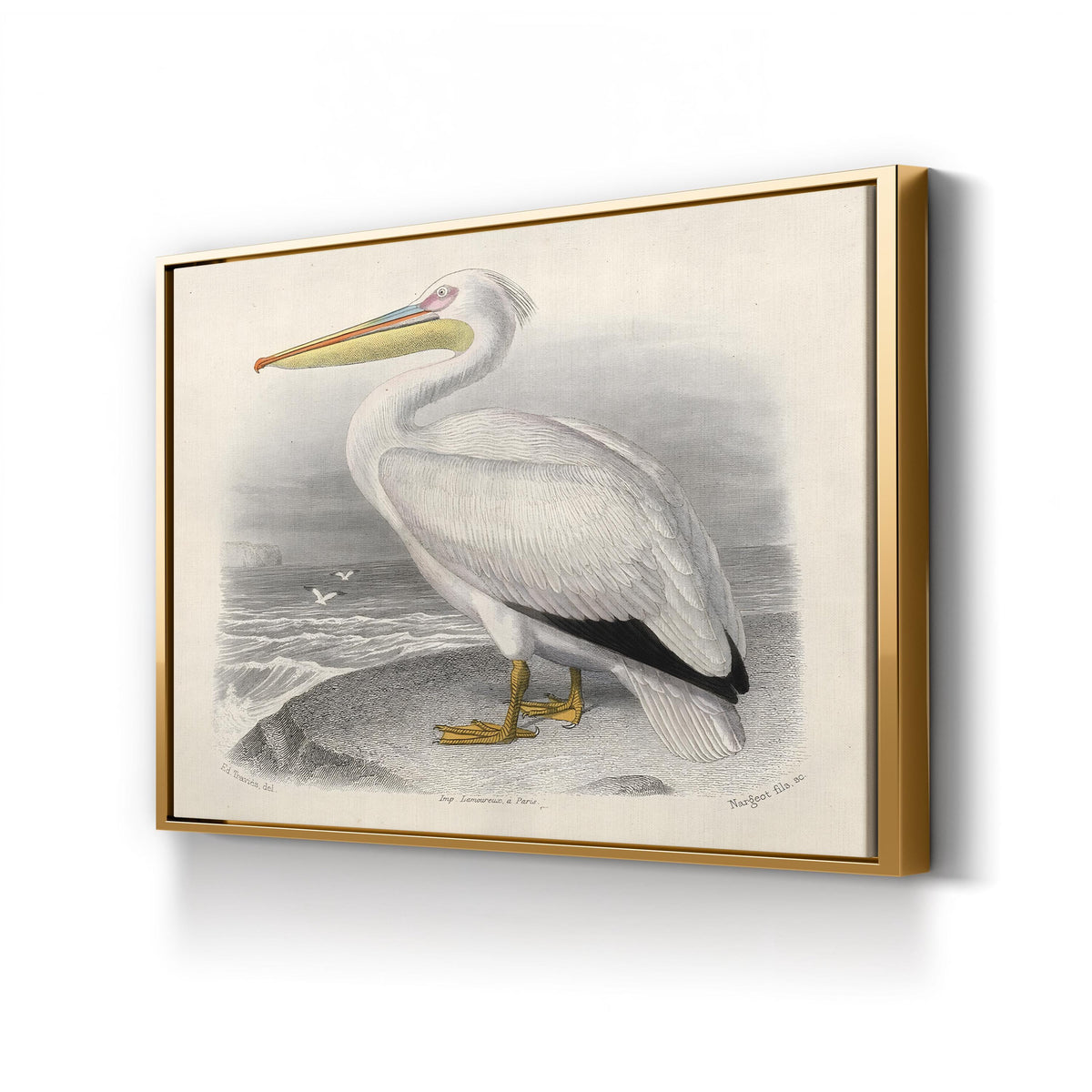 White Pelican, by Édouard Traviès canvas print in gold frame