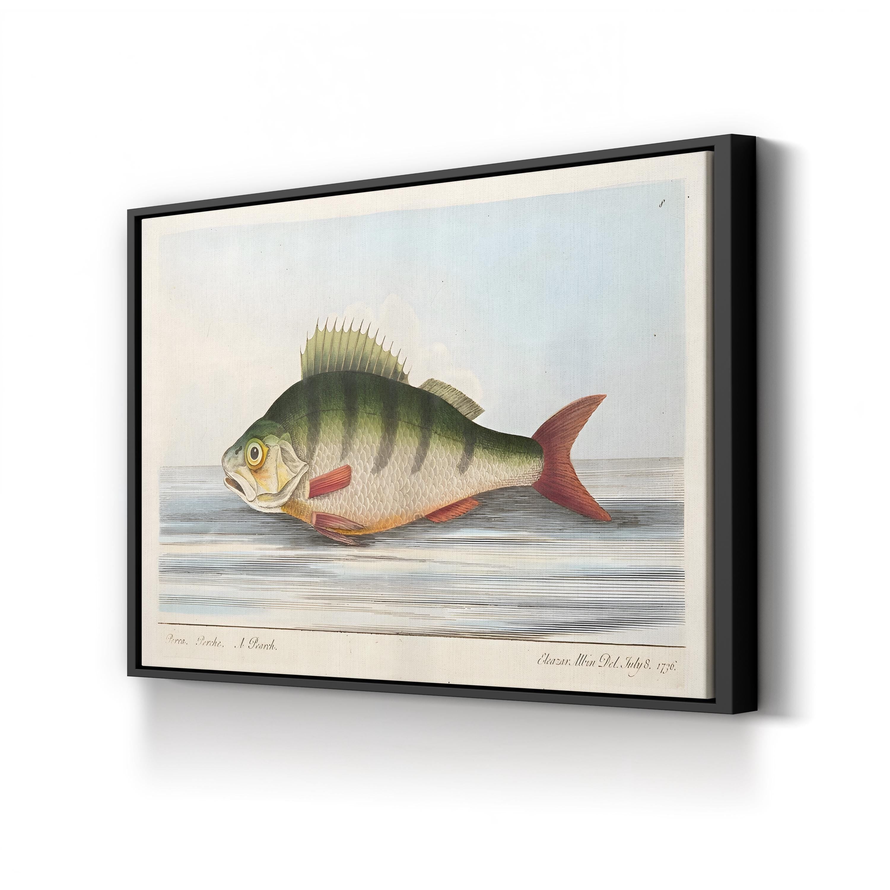 The Perch, 1832 | Antique Natural History Fish Engraving Wall Art by Eleazar Albin