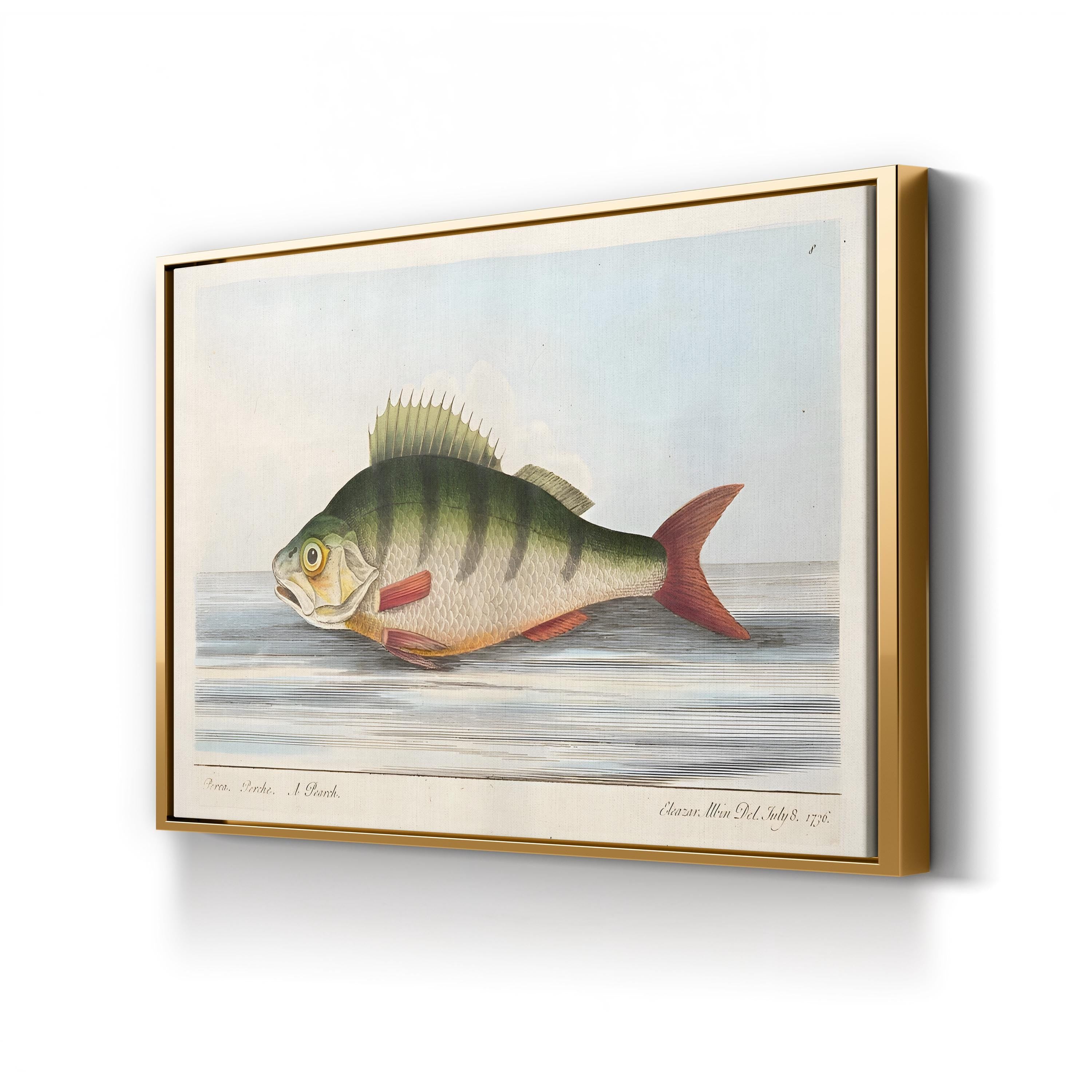 The Perch, 1832 | Antique Natural History Fish Engraving Wall Art by Eleazar Albin