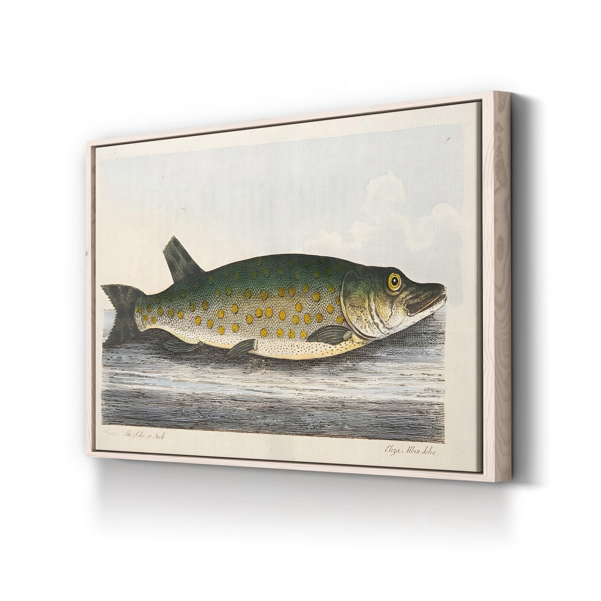 The Pike engraved by Eleazar Albin canvas print in natural frame
