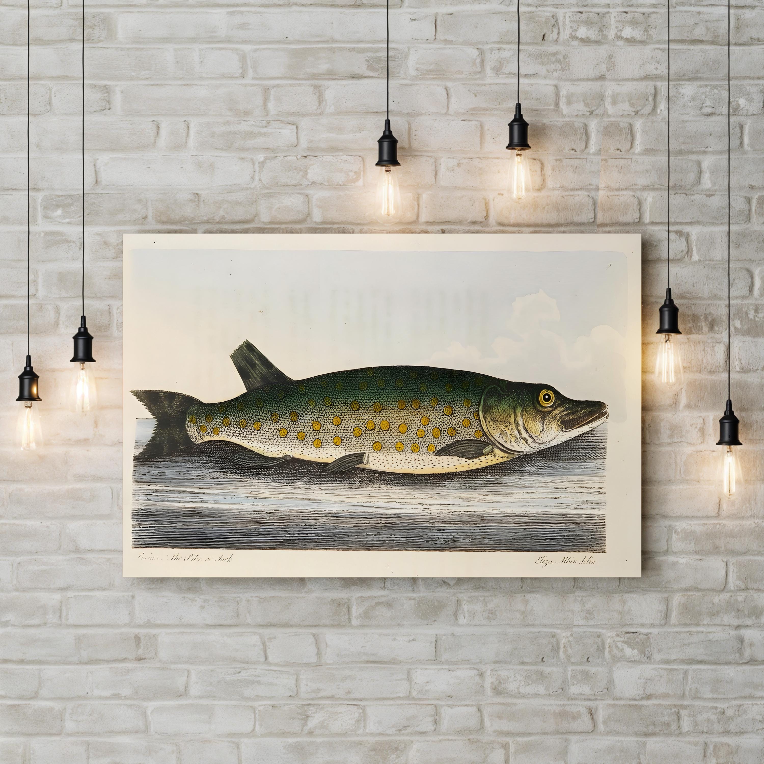 The Pike (1832) Wall Art – Hand-Colored Natural History Fish Engraving by Eleazar Albin