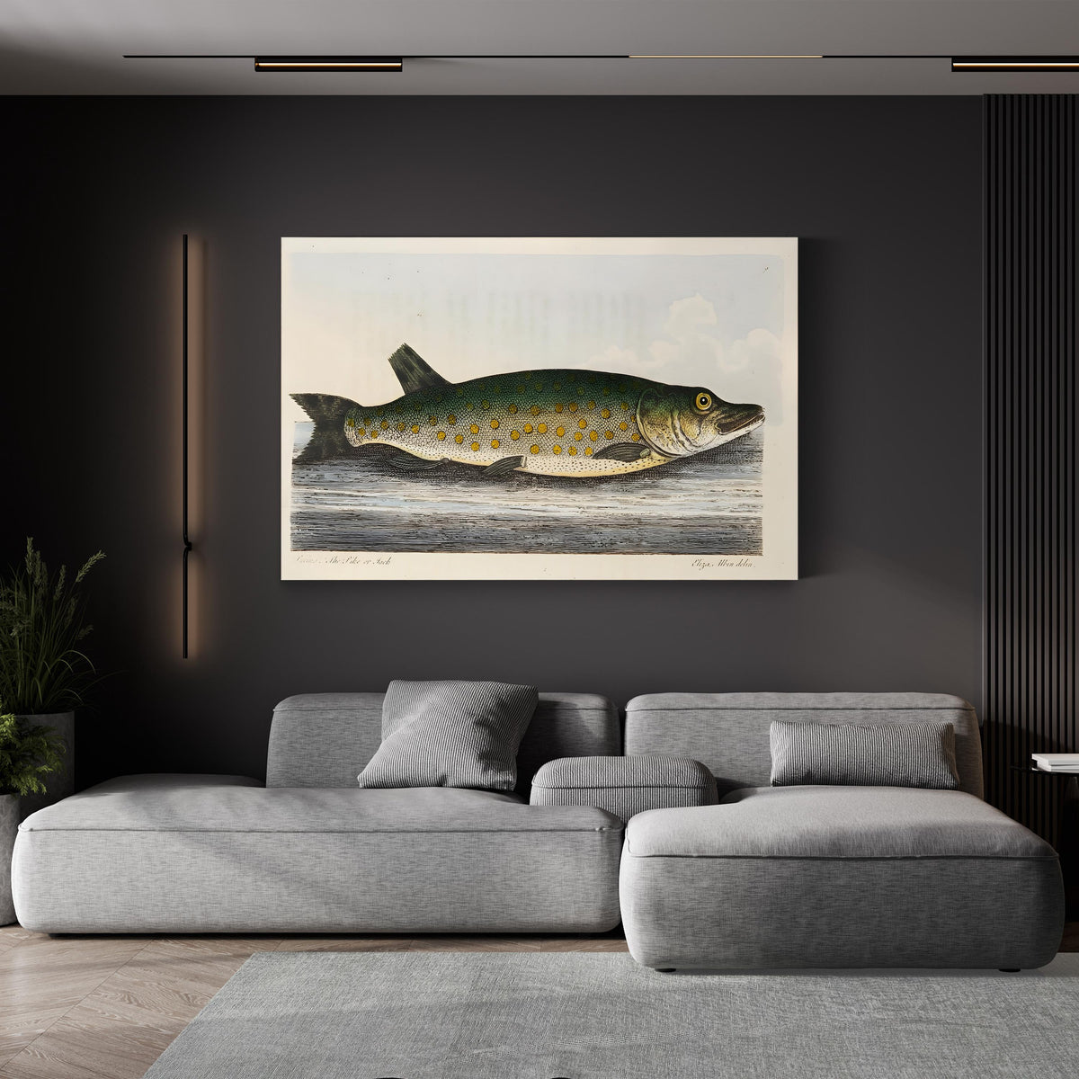 The Pike engraved by Eleazar Albin canvas print, gallery canvas edge