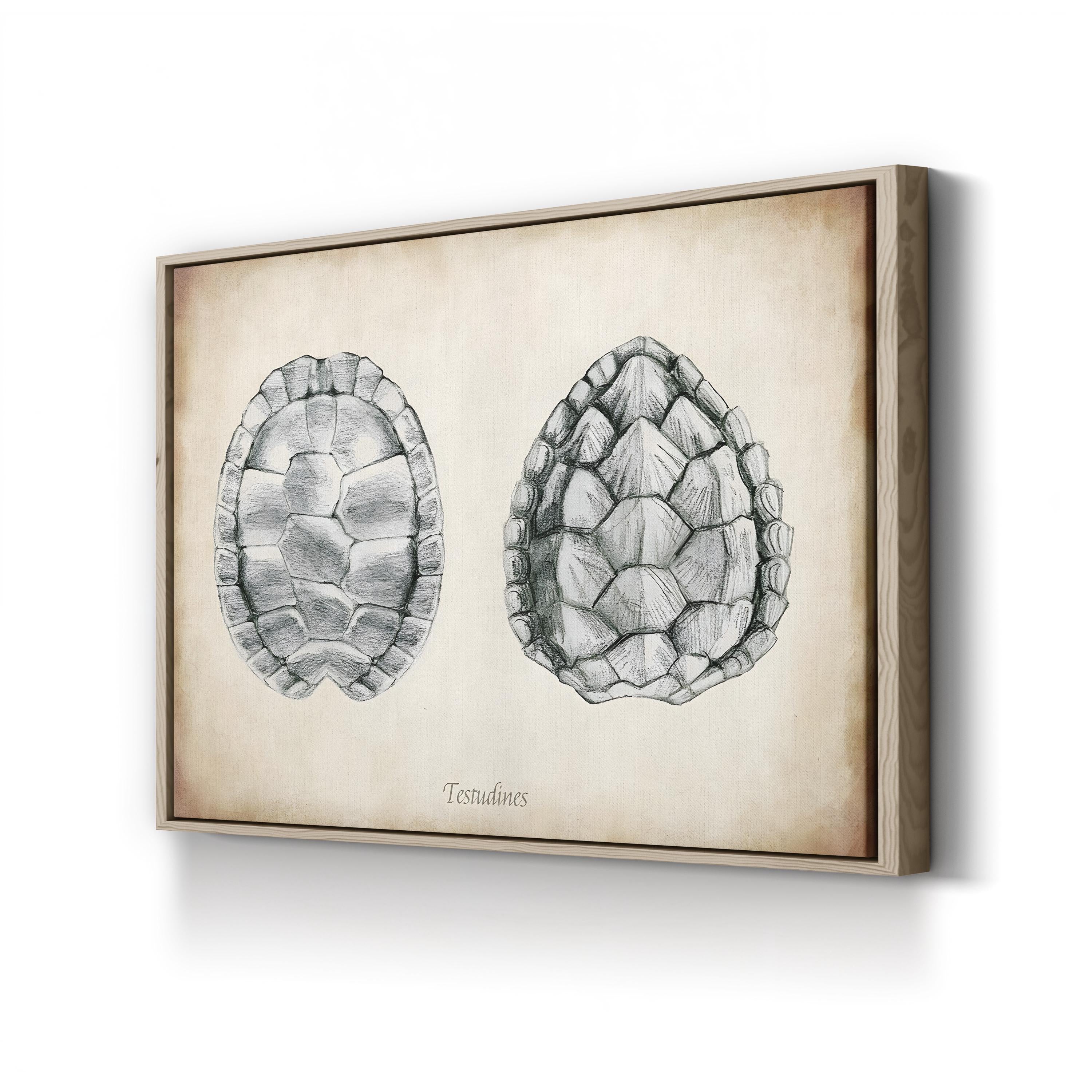 Testudines Turtle Shells canvas print in Oak frame