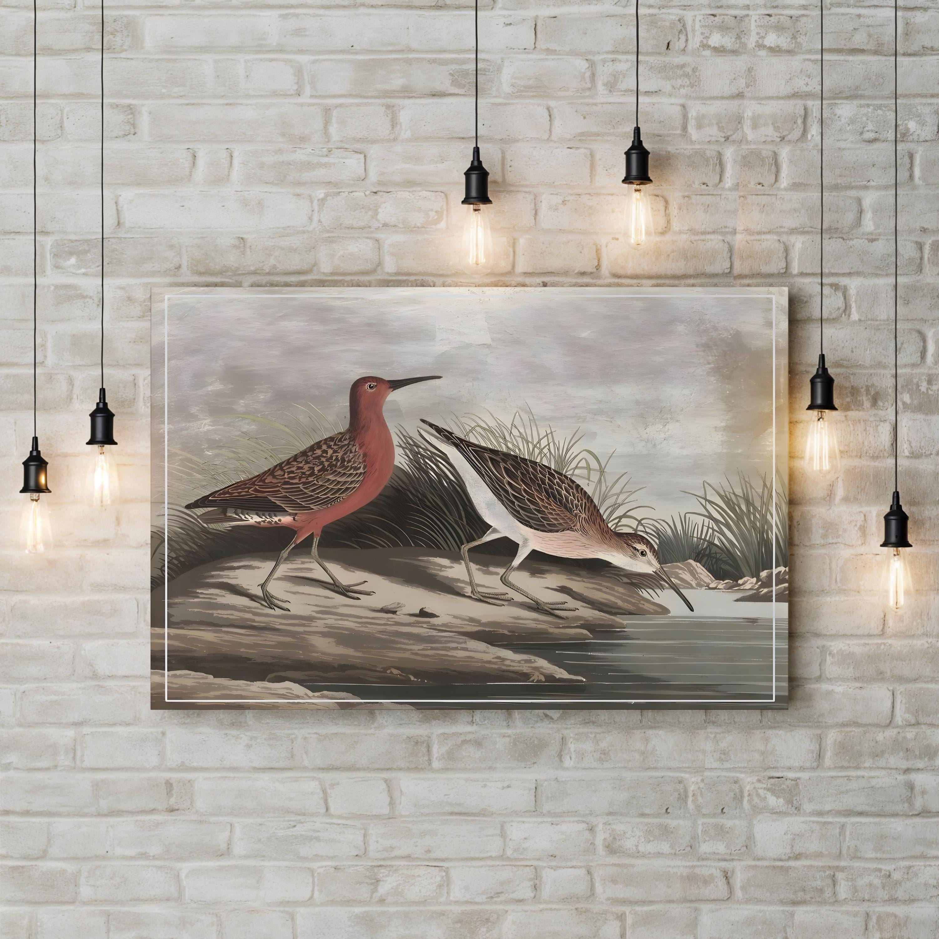 19th-Century Sandpipers – Period Illustration Wall Art | Coastal Bird Canvas Print