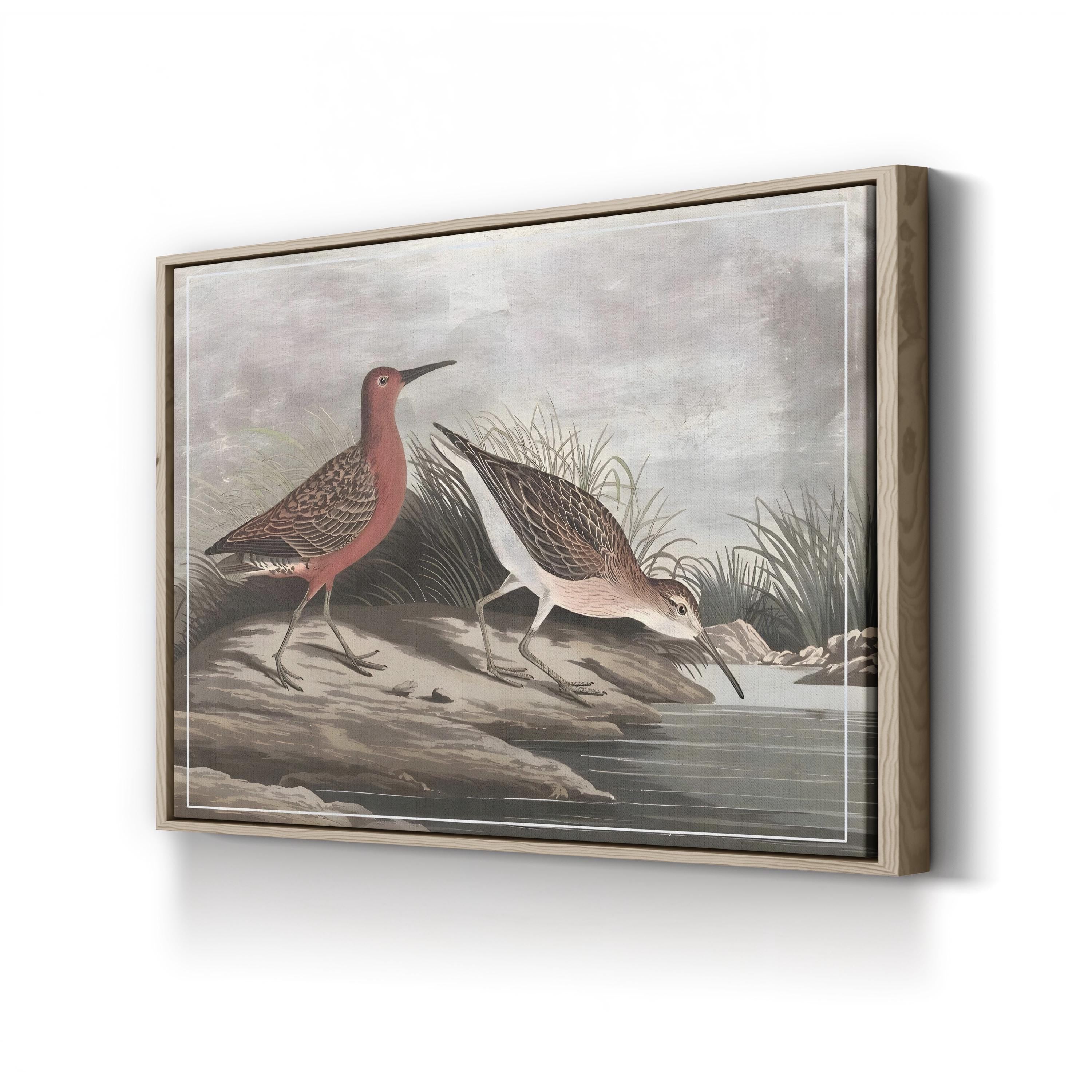 19th-Century Sandpipers – Period Illustration Wall Art | Coastal Bird Canvas Print