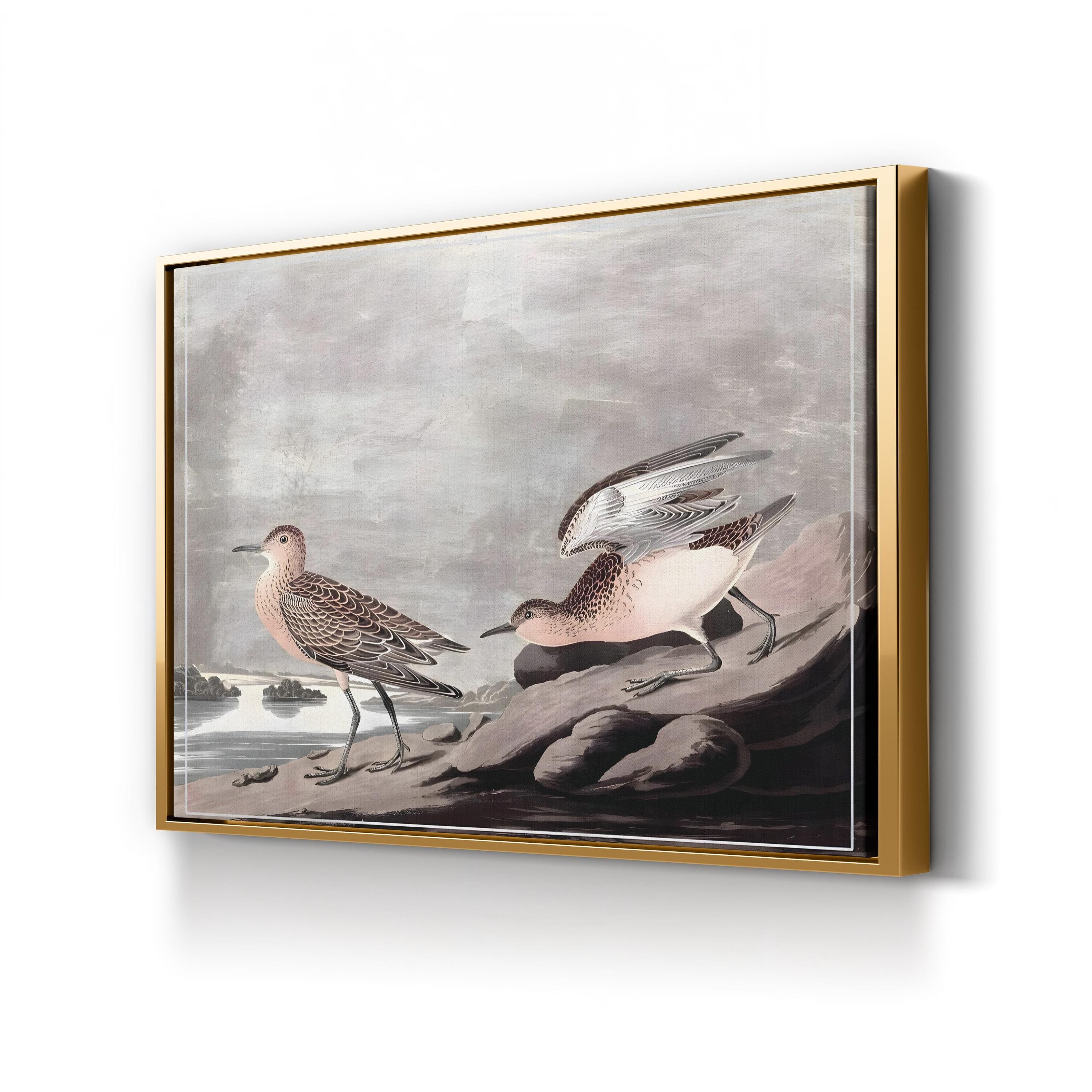 Buff-Breasted Sandpiper, by John James Audubon canvas print in Gold frame