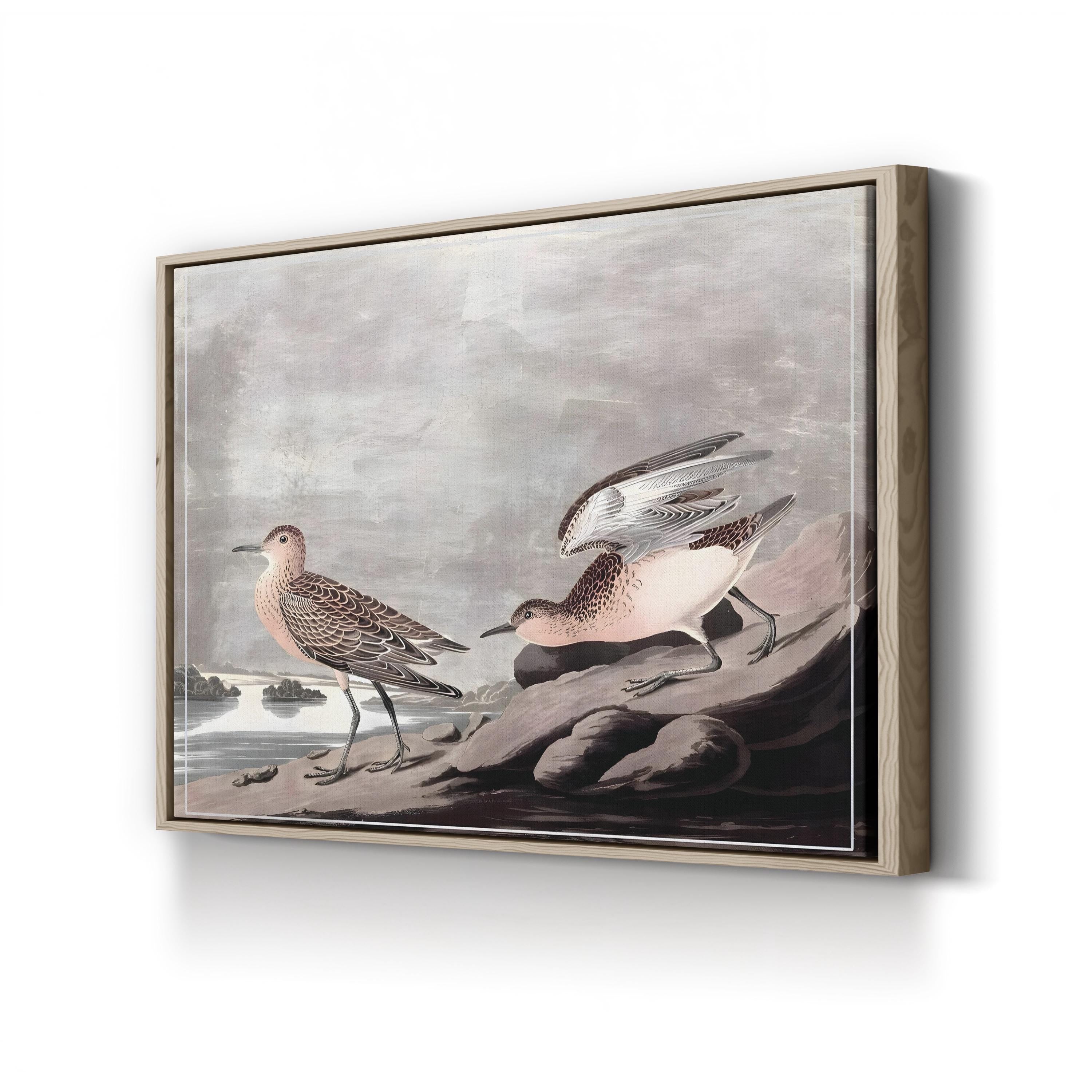 Buff-Breasted Sandpiper, by John James Audubon canvas print in Oak frame