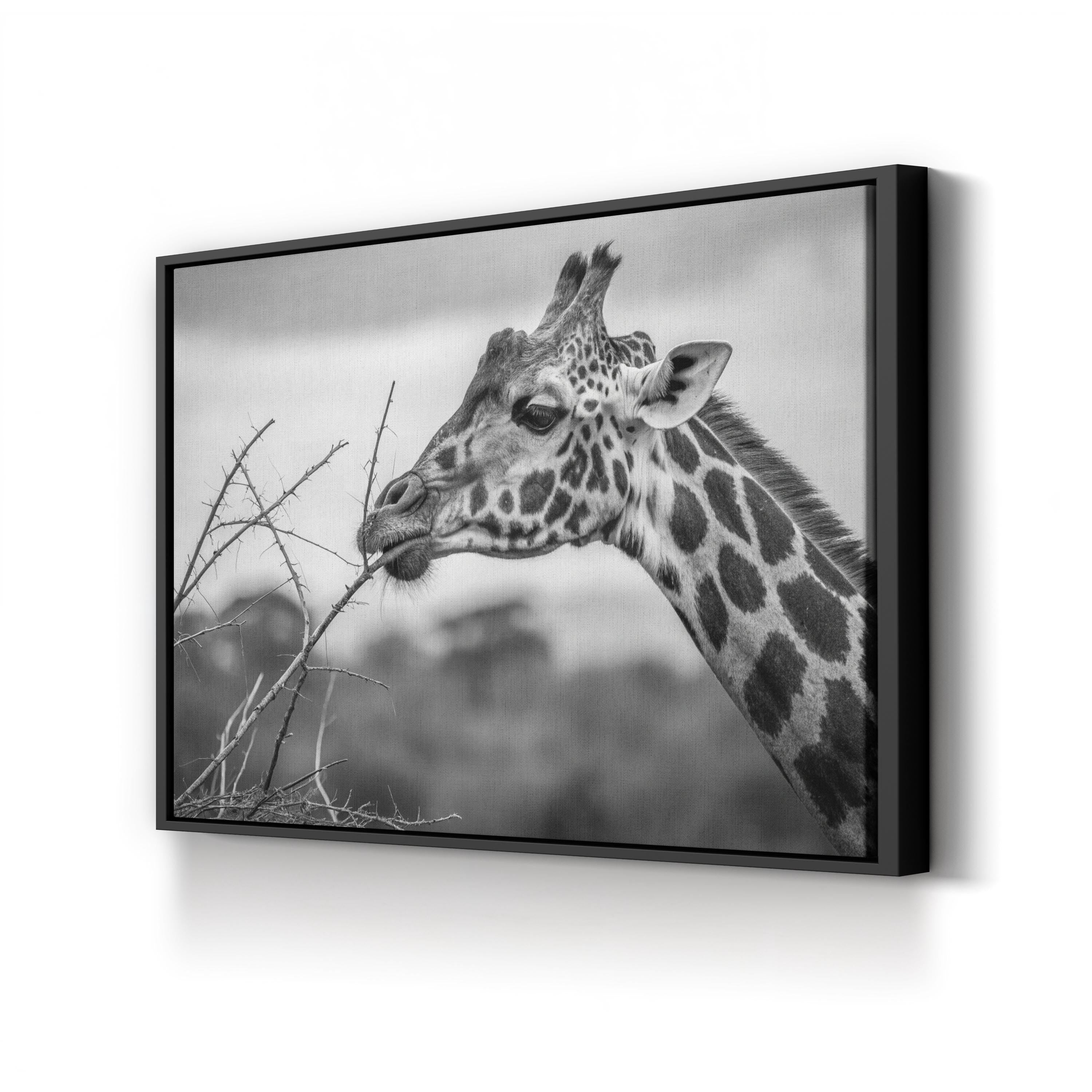 Black & White Giraffe – Period Illustration Wall Art | Wildlife Canvas Print