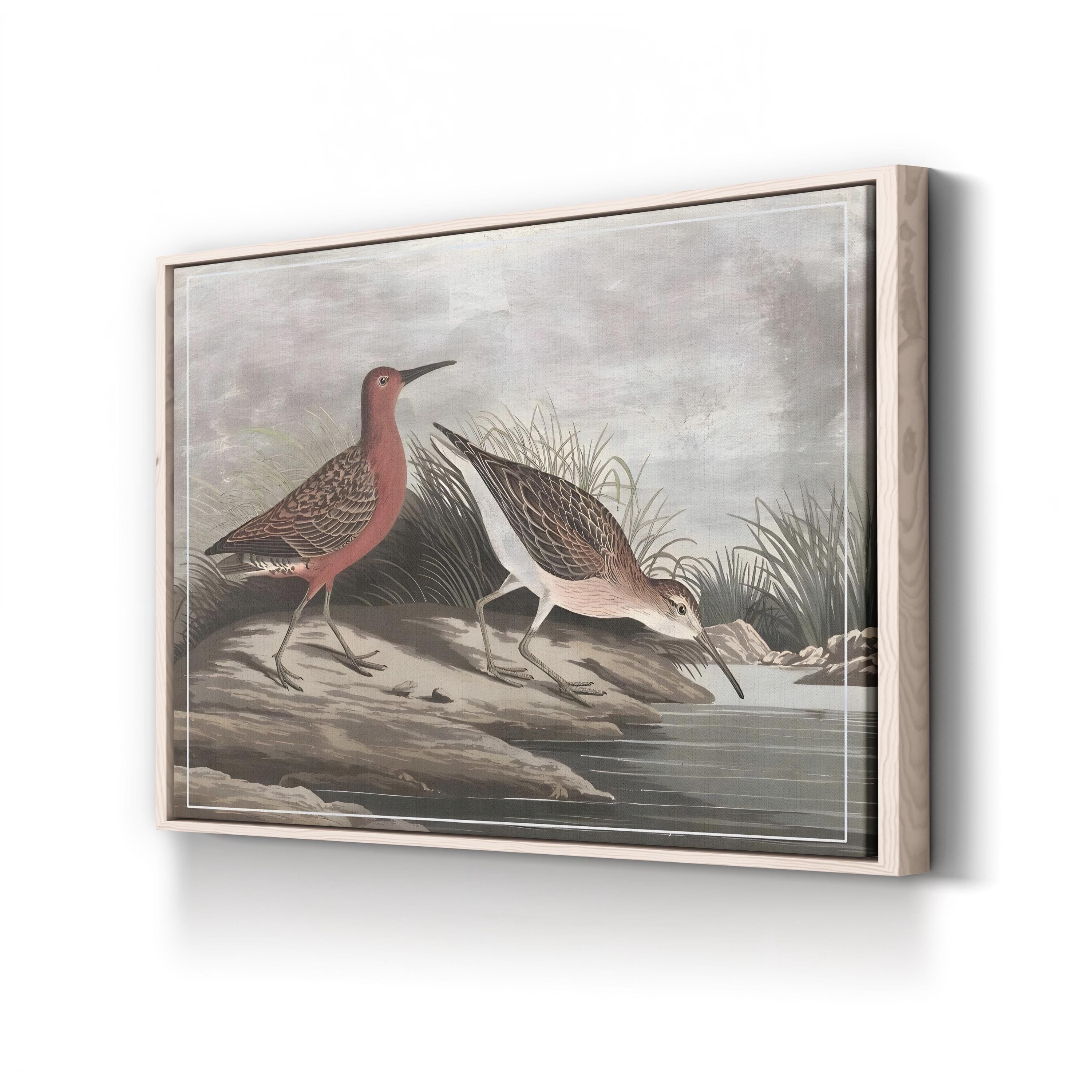 19th-Century Sandpipers – Period Illustration Wall Art | Coastal Bird Canvas Print