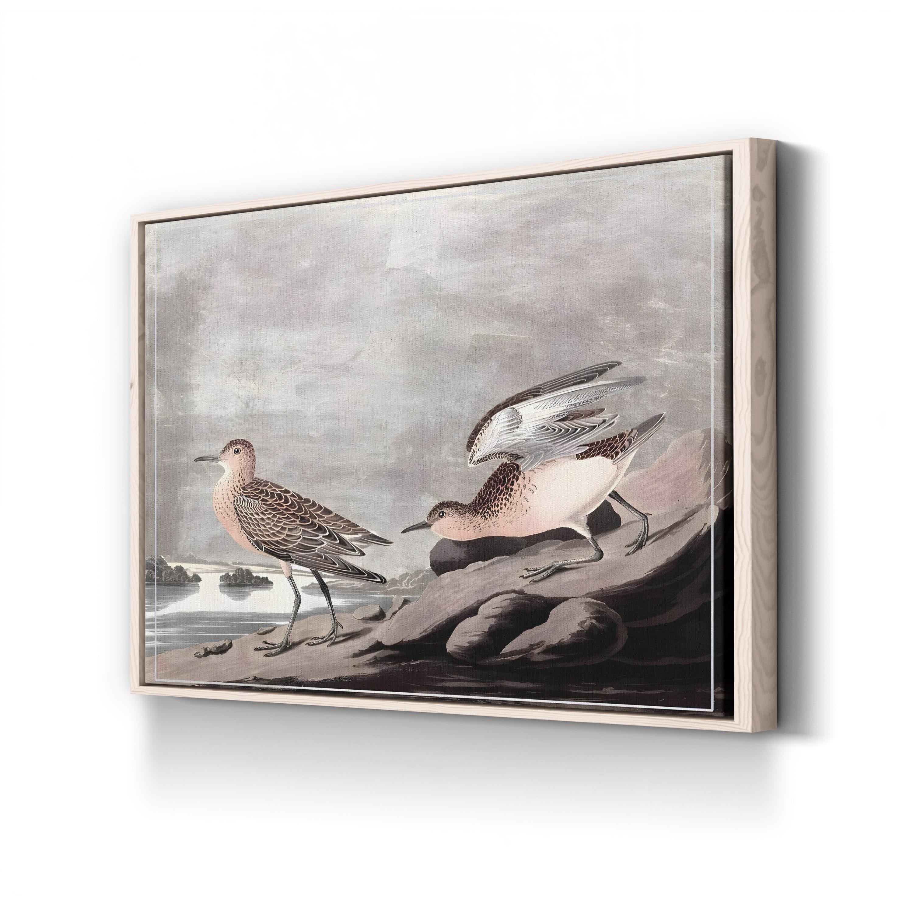 Buff-Breasted Sandpiper, by John James Audubon canvas print in Natural frame