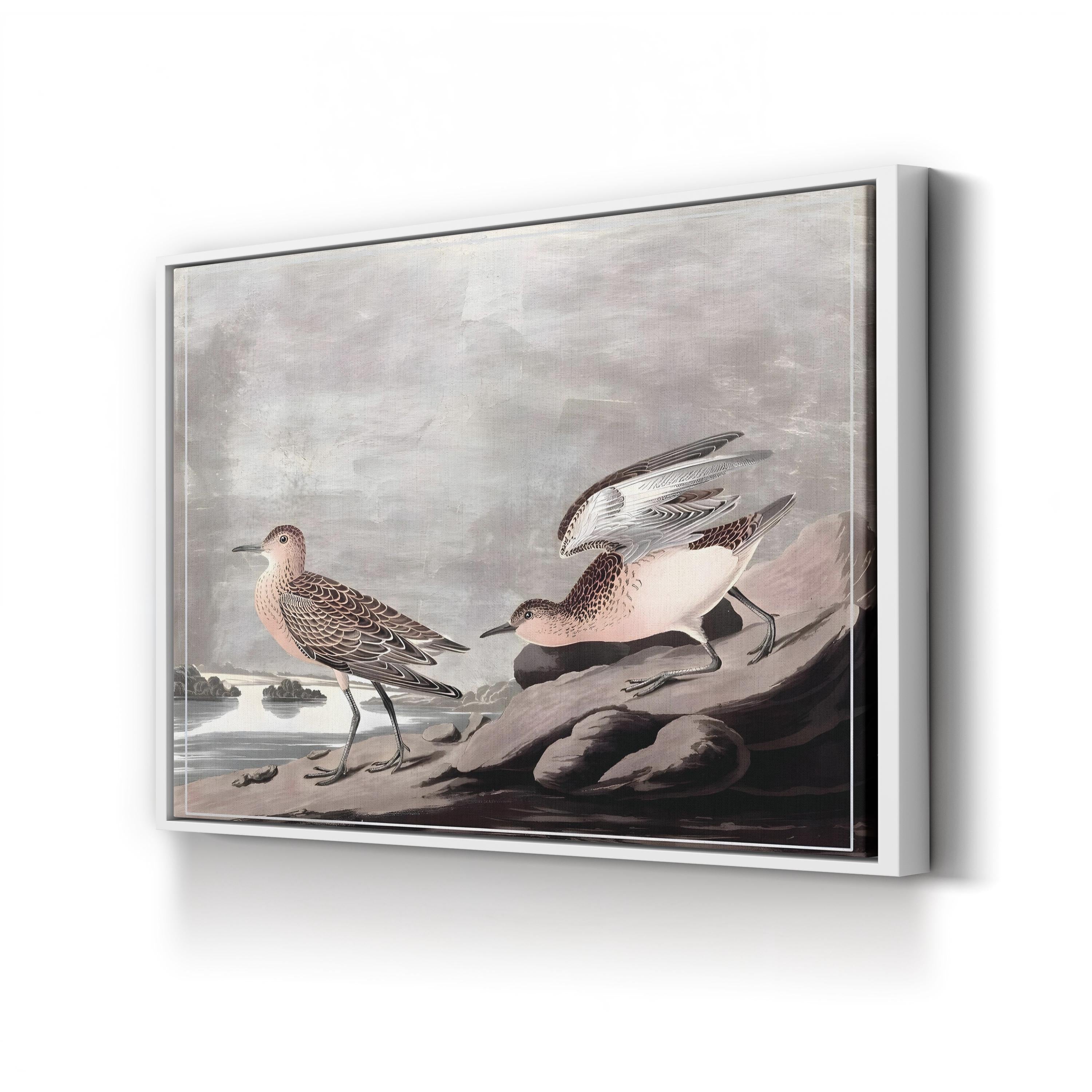 Buff-Breasted Sandpiper, by John James Audubon canvas print in White frame
