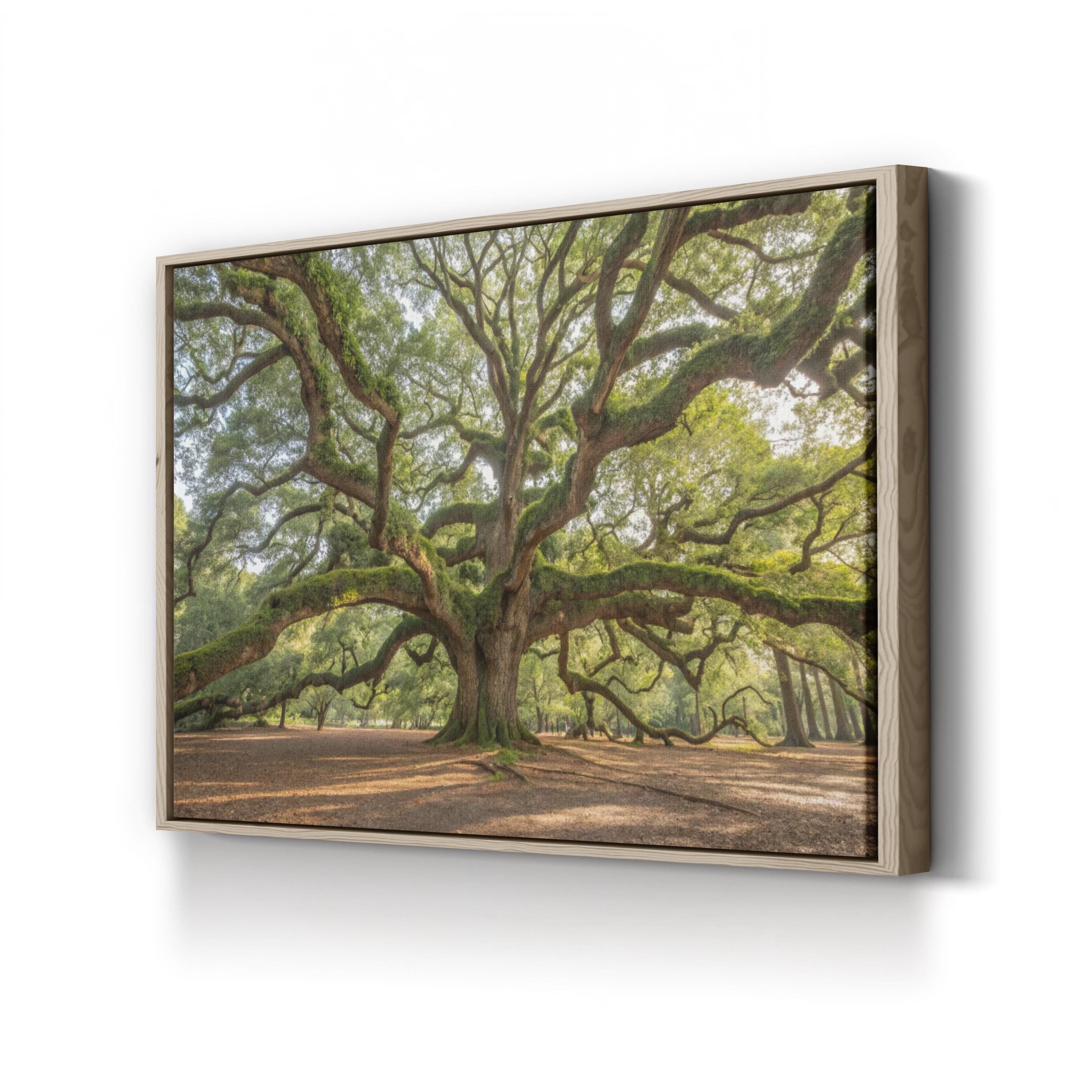 Angel Oak, Charleston, South Carolina Wall Art by Holly Looney – Southern Landscape Photograph