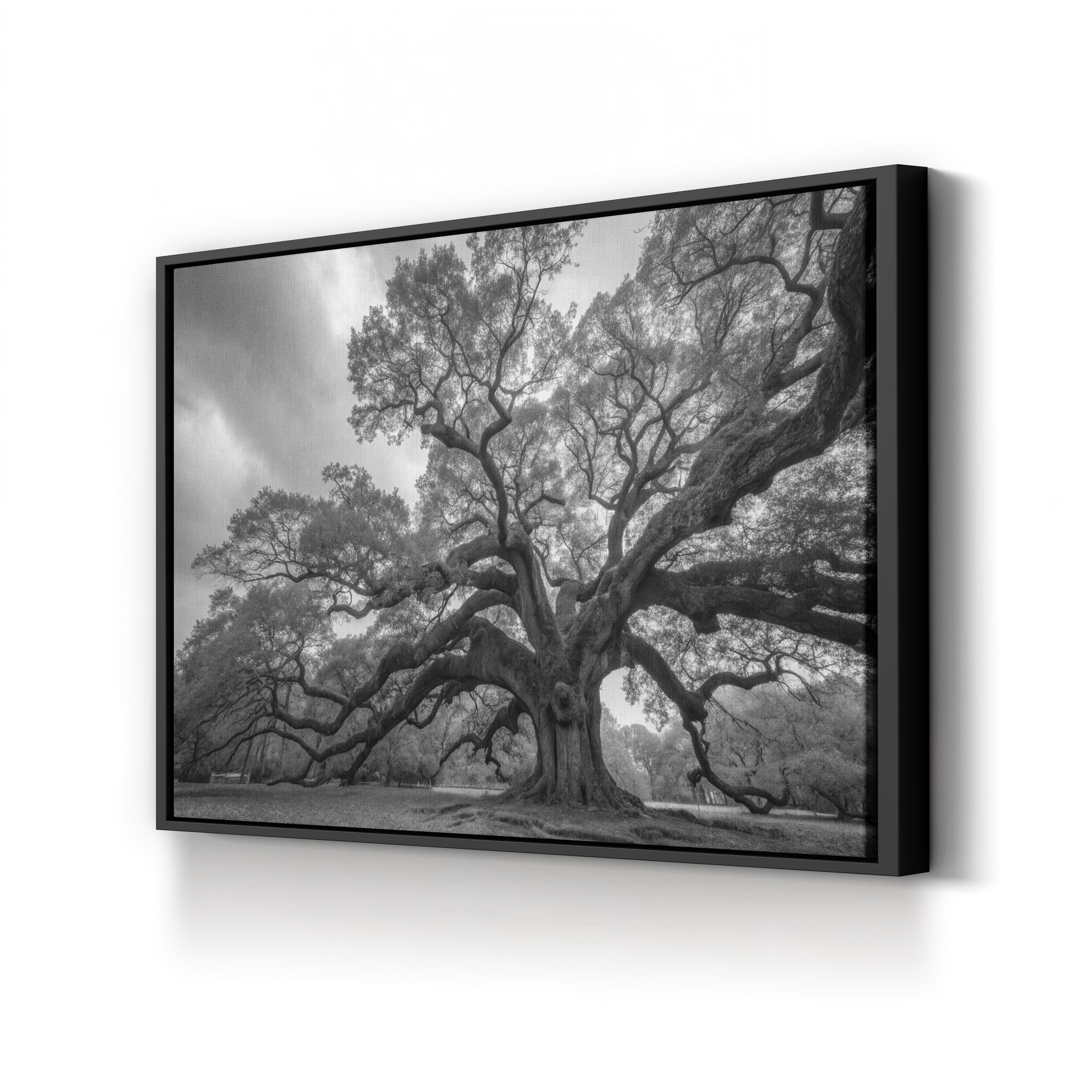 Charleston’s Angel Oak: Monumental Black & White Photography